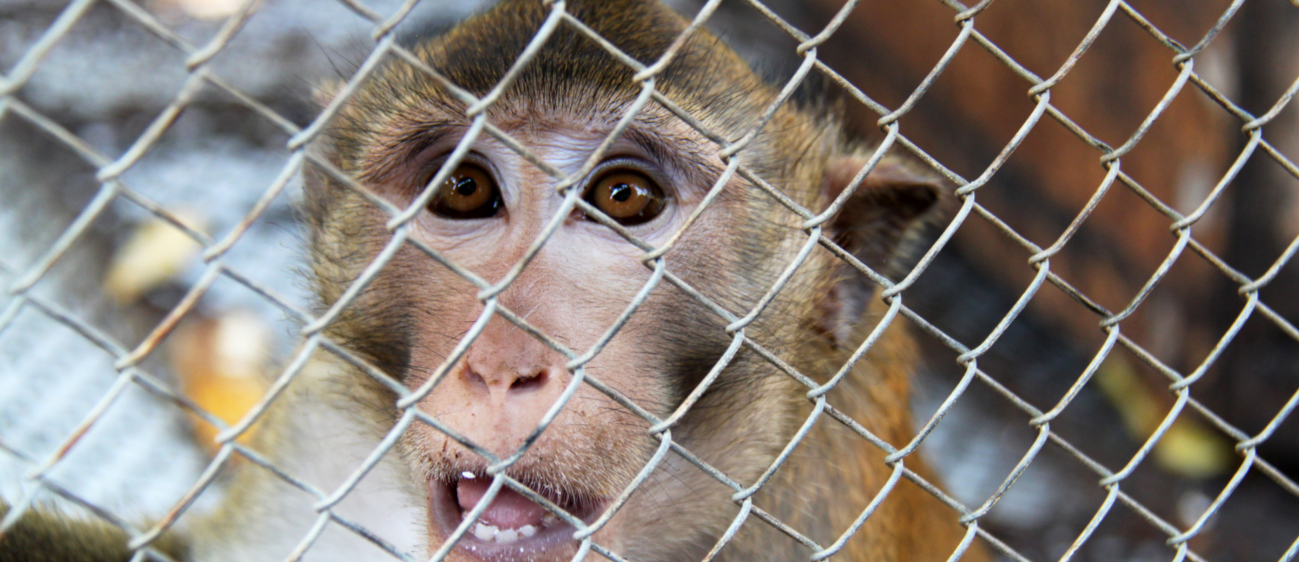 A macaque, open-mouthed, looks through cage wiring