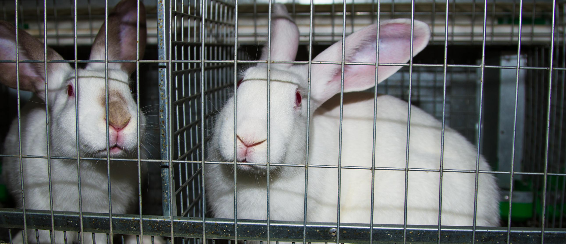 White rabbits sit in small, barren, metal cages