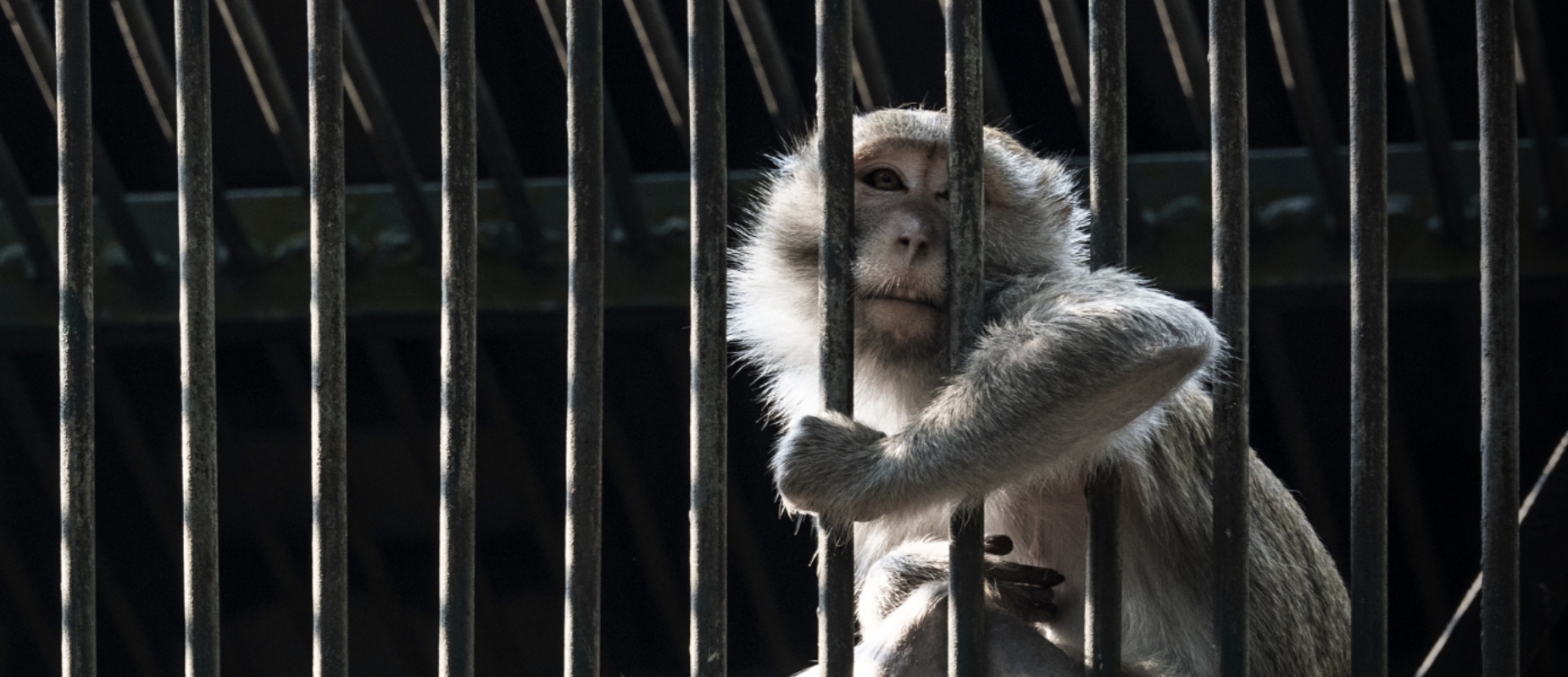 Monkey gripes cage bars