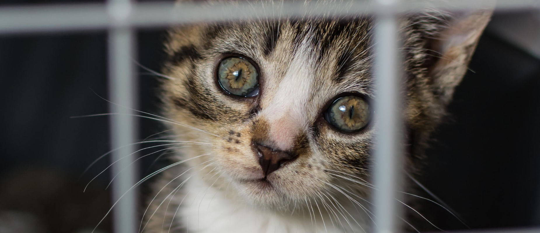 A green-eyed kitten peers through a metal cage