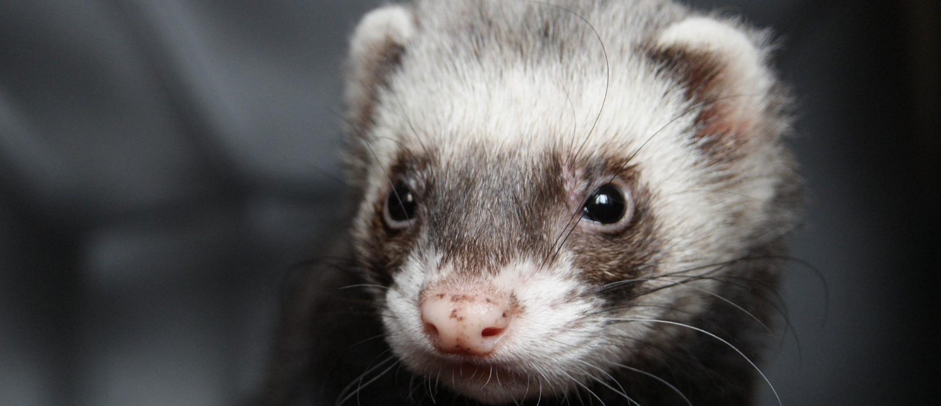 A ferret eyes the camera