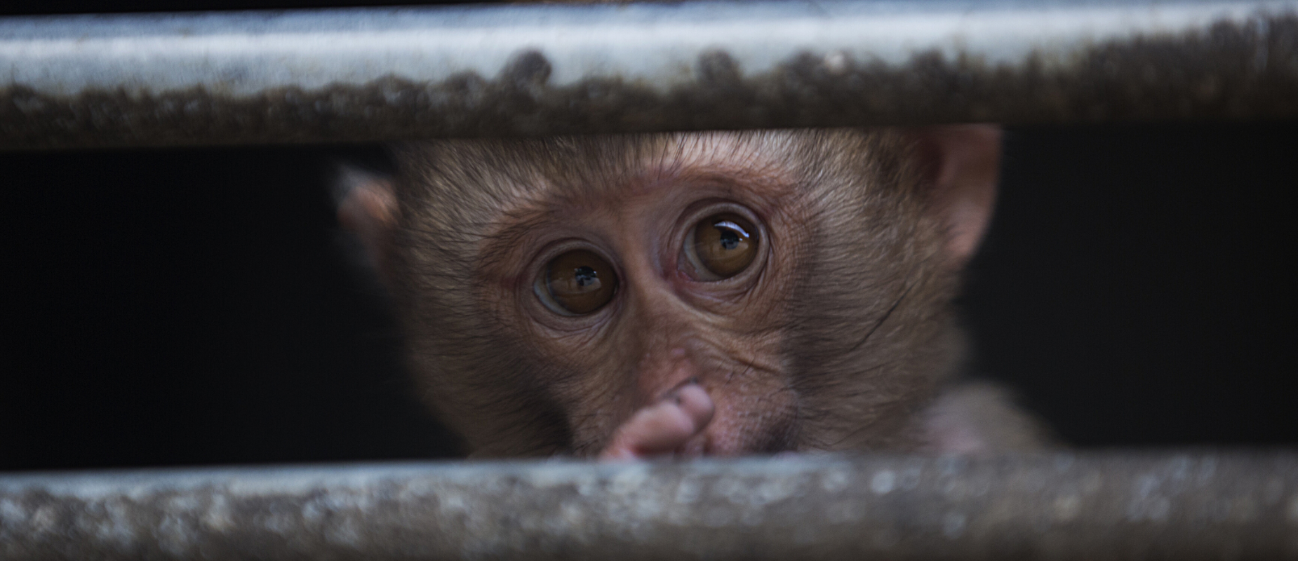 Monkey stares between the cage bars