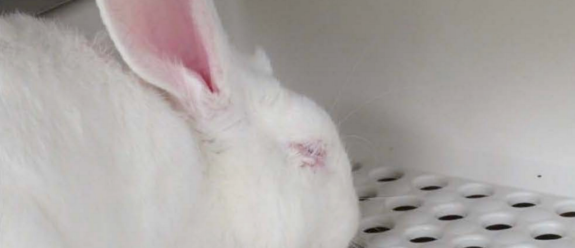 A rabbit in a cage at Vanderbilt displays an eye swollen shut