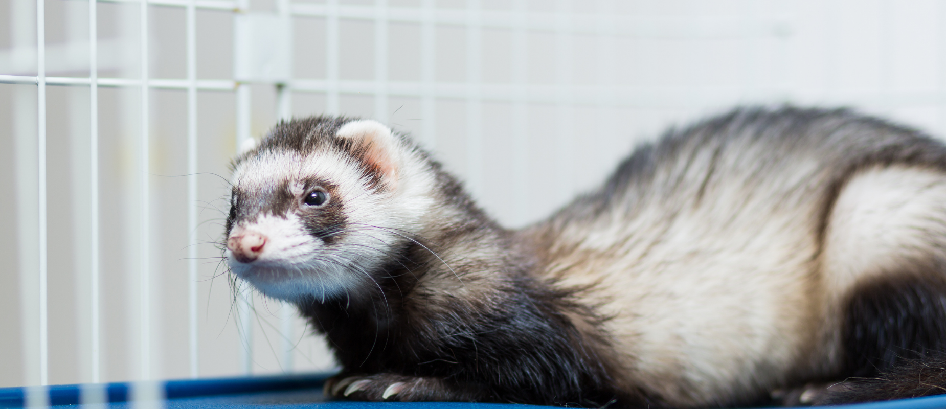 Ferret in a cage