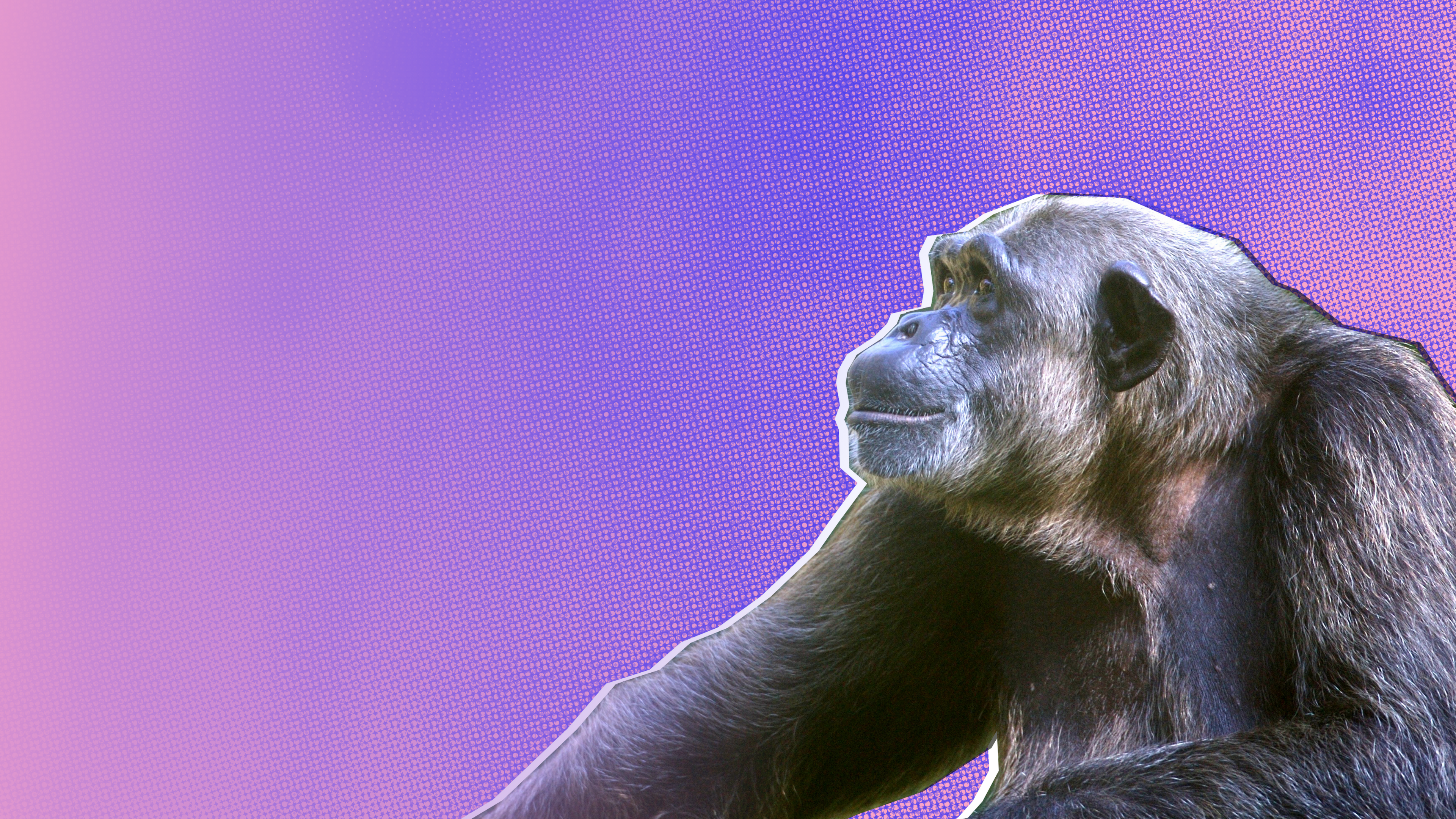 A chimpanzee looks up, his expression peaceful