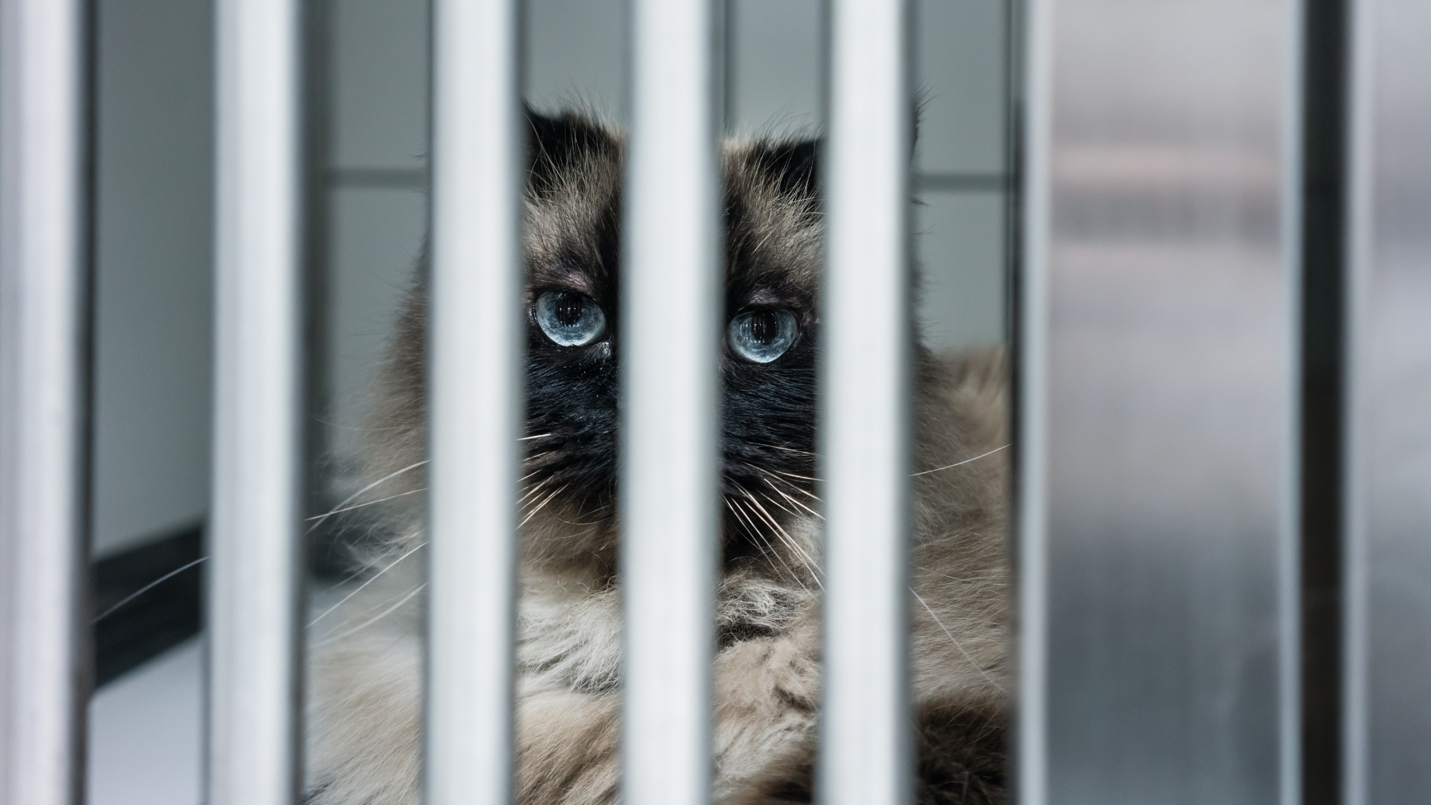 Photo of a blue-eyes cat staring through steel cage bars