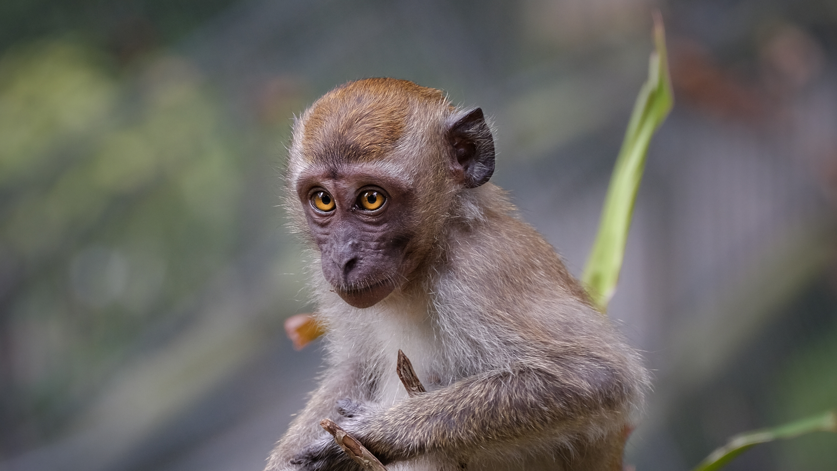 A macaque sits among greenery