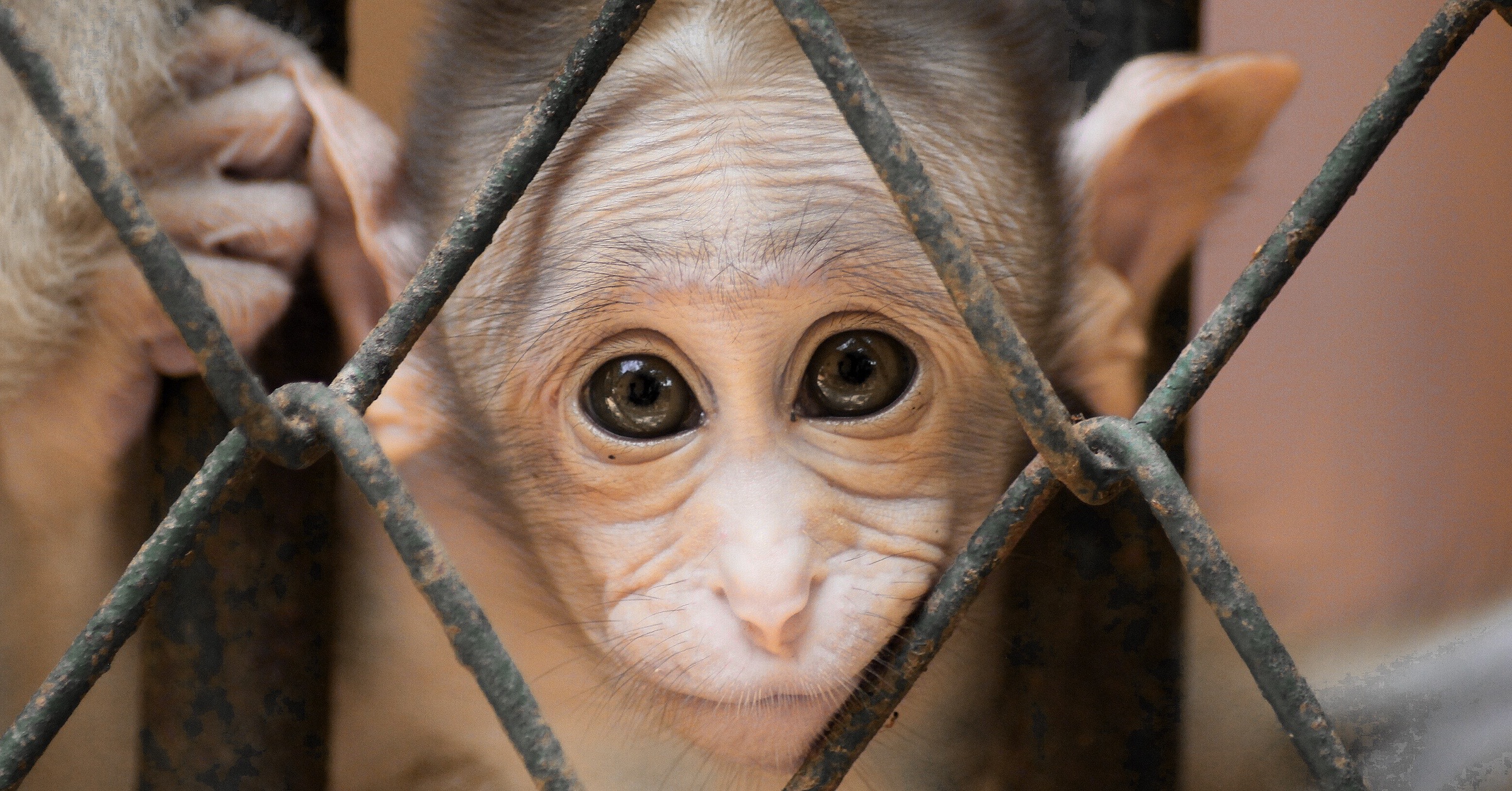 Image of a young monkey, shining eyes looking through its cage wires