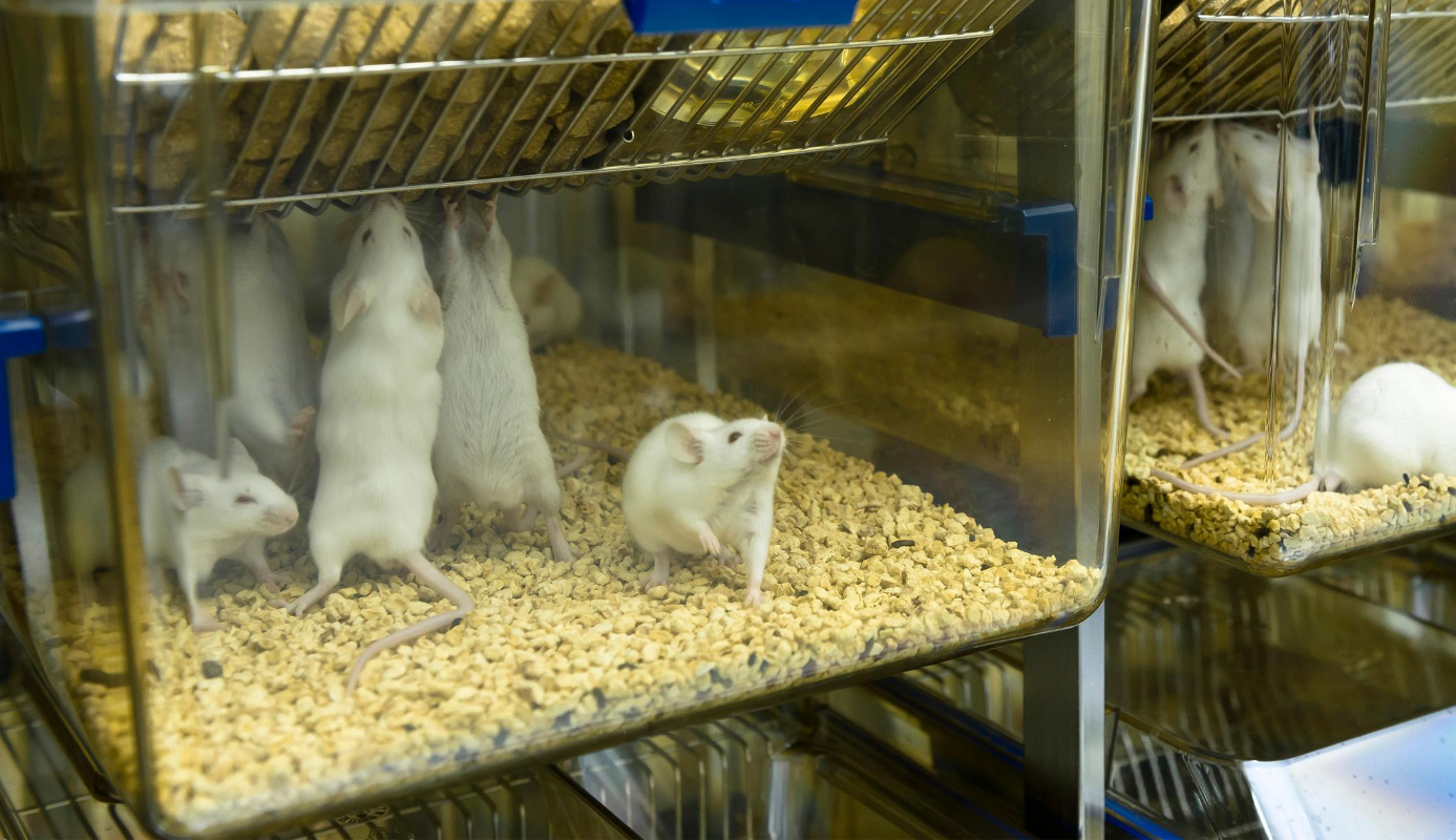 Shelves of plastic cages hold white mice