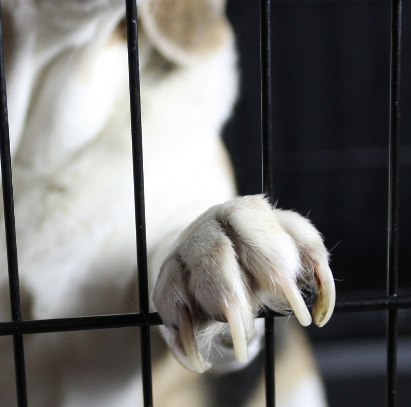 A beagle's paw rests on cage bars