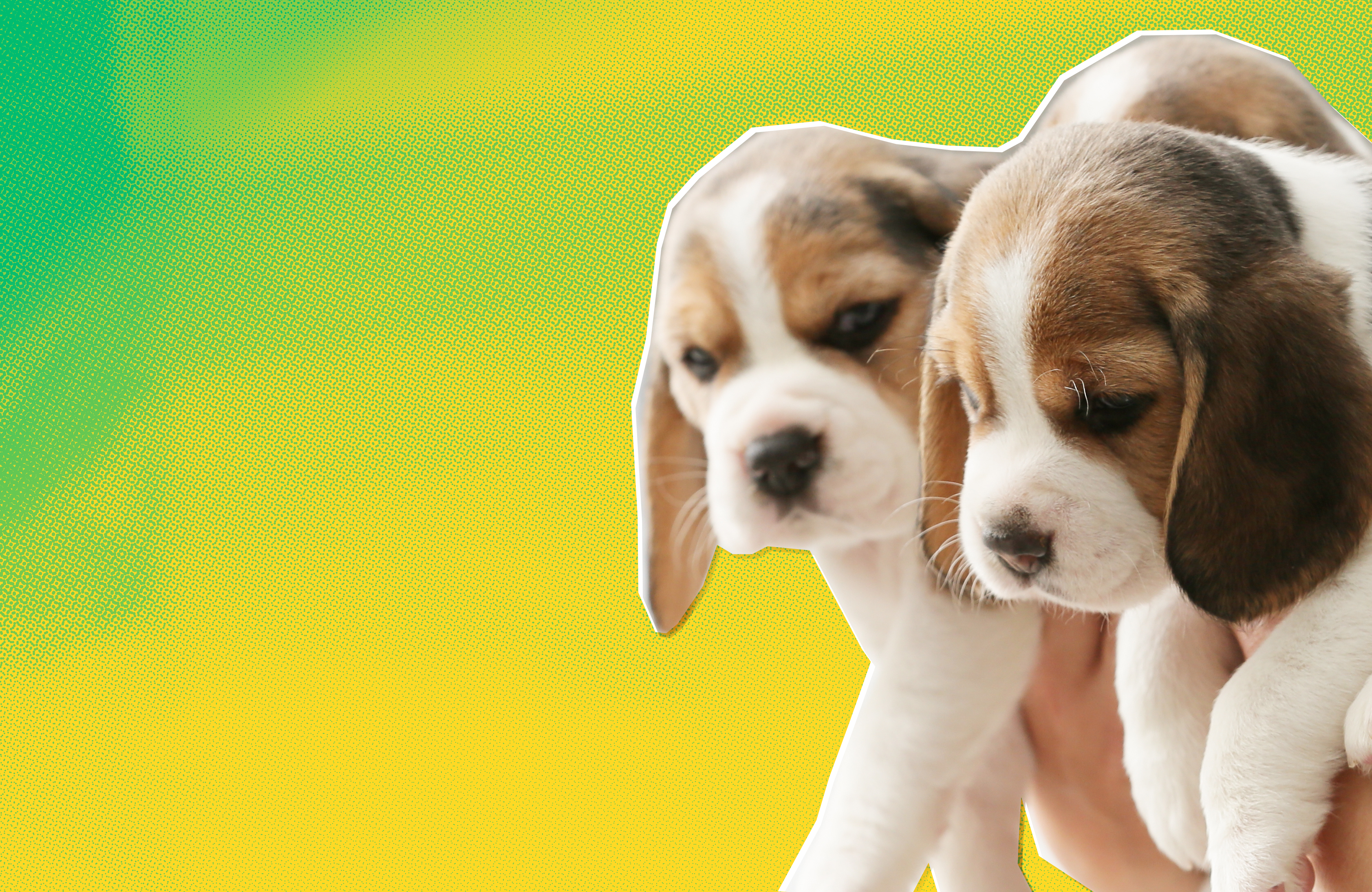 Beagle puppies silhouetted against a stylized green and yellow background