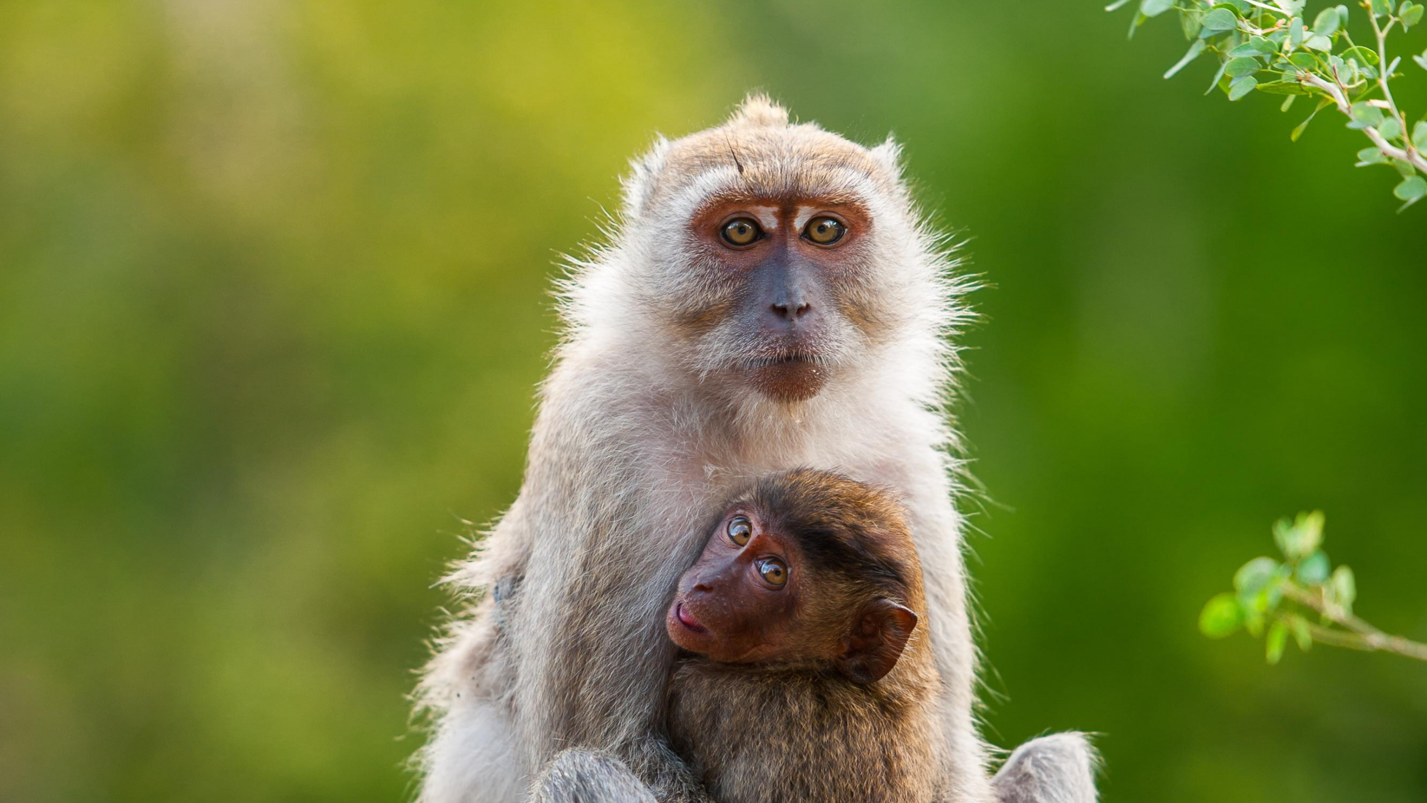 A long-tailed macaque and her offspring sit among lush green trees