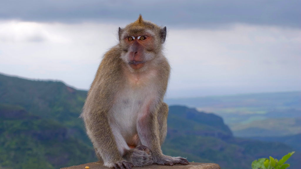 A macaque monkey in its habitat