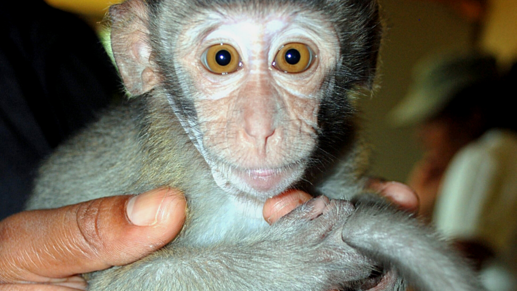 baby monkey held by human