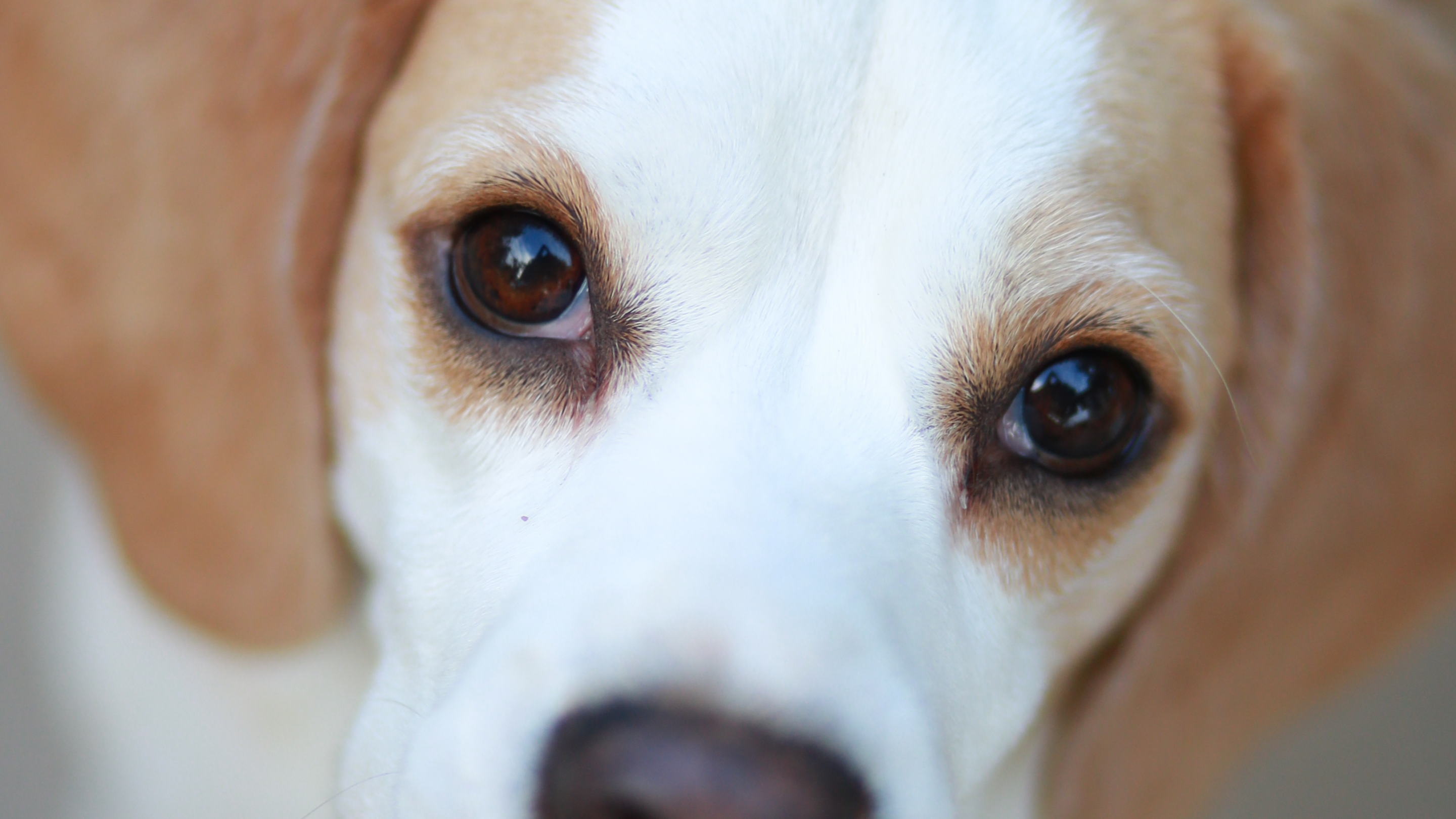 A beagle lifts her eyes up