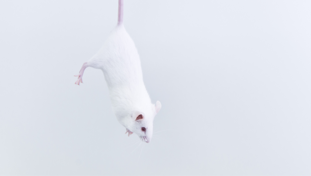 Photo of a white rodent hanging by her tail