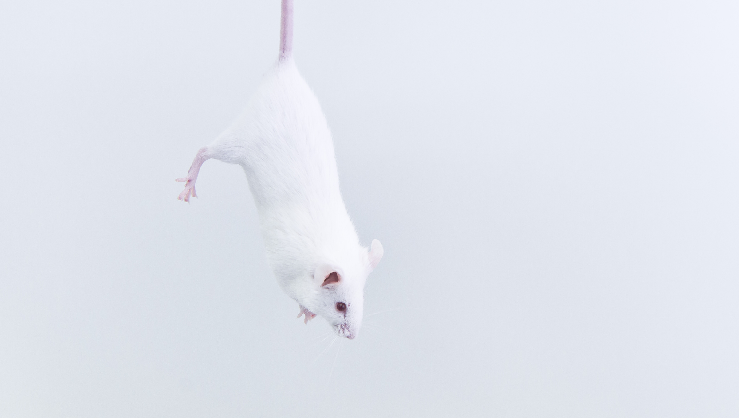 Lab Hangs Animals by Their Tails for Cruel Experiments – Rise for Animals