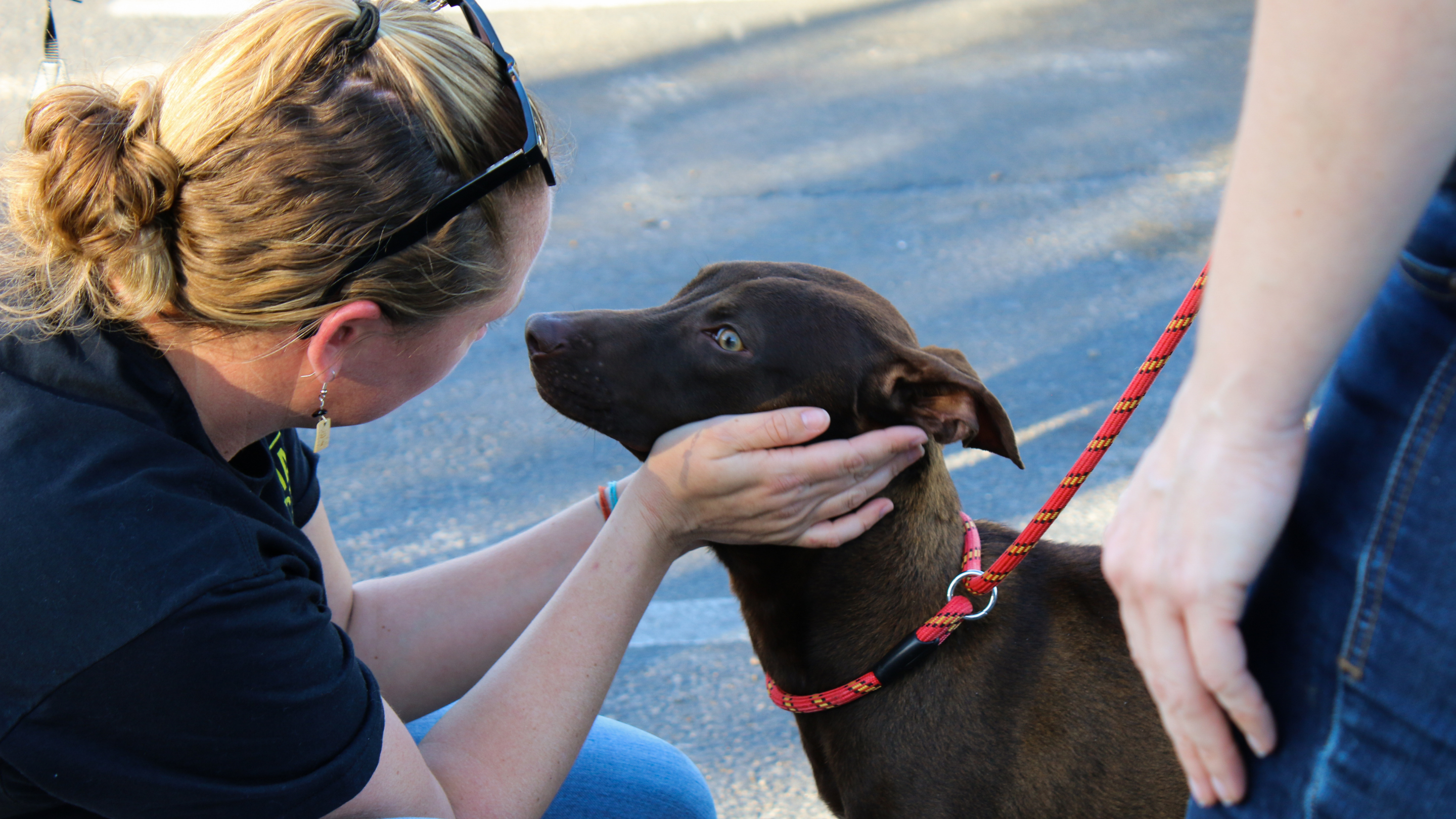 A member of Rise for Animals' rescue team cups a dog's face in her hands