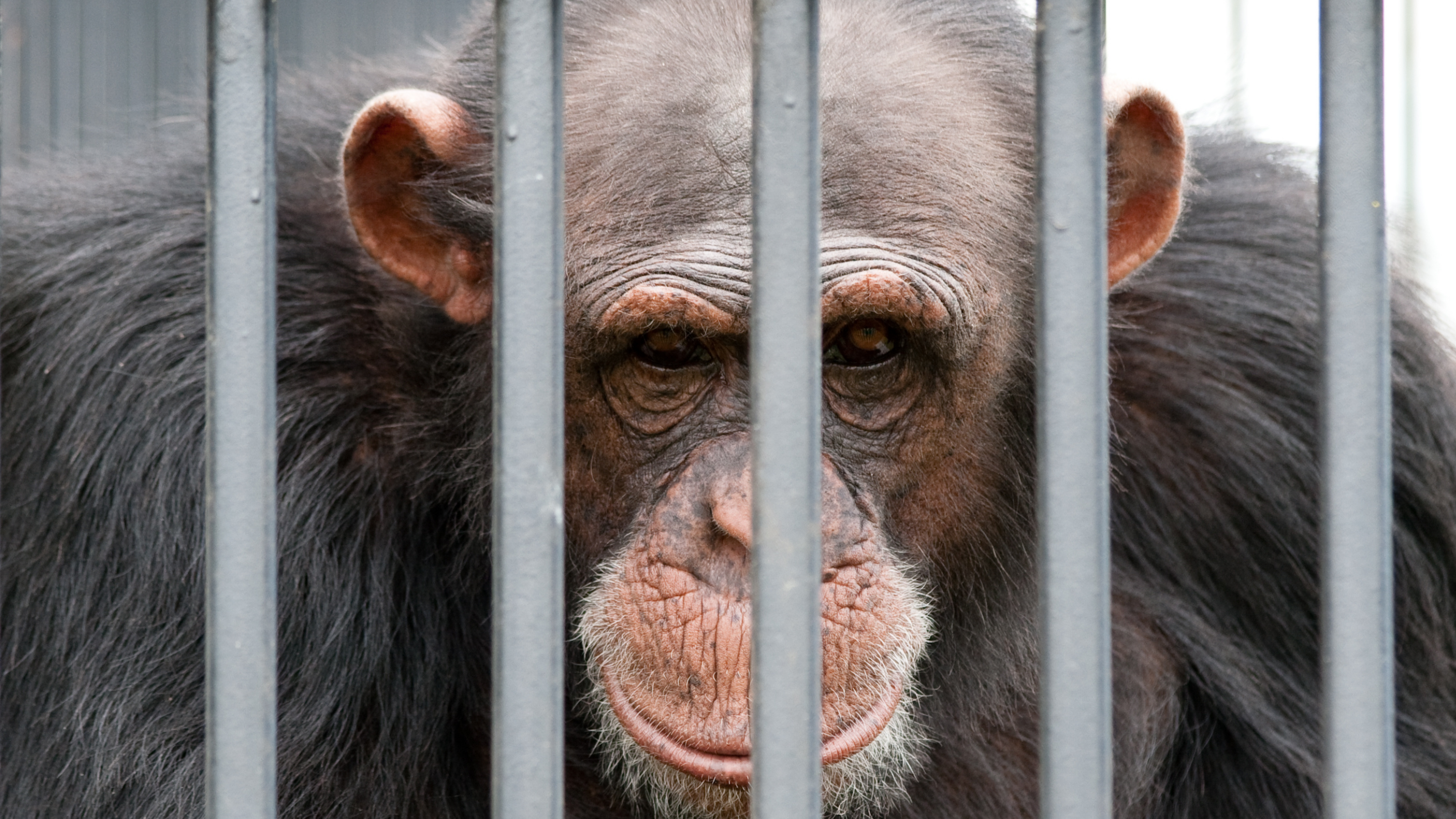 Photo of a chimpanzee looking down behind cage bars