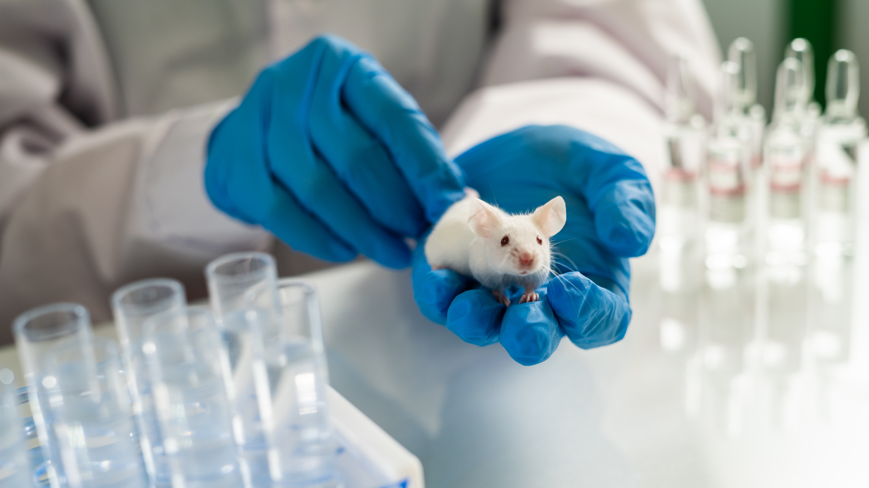 Photo of a white mouse held in human hands clad in blue latex gloves