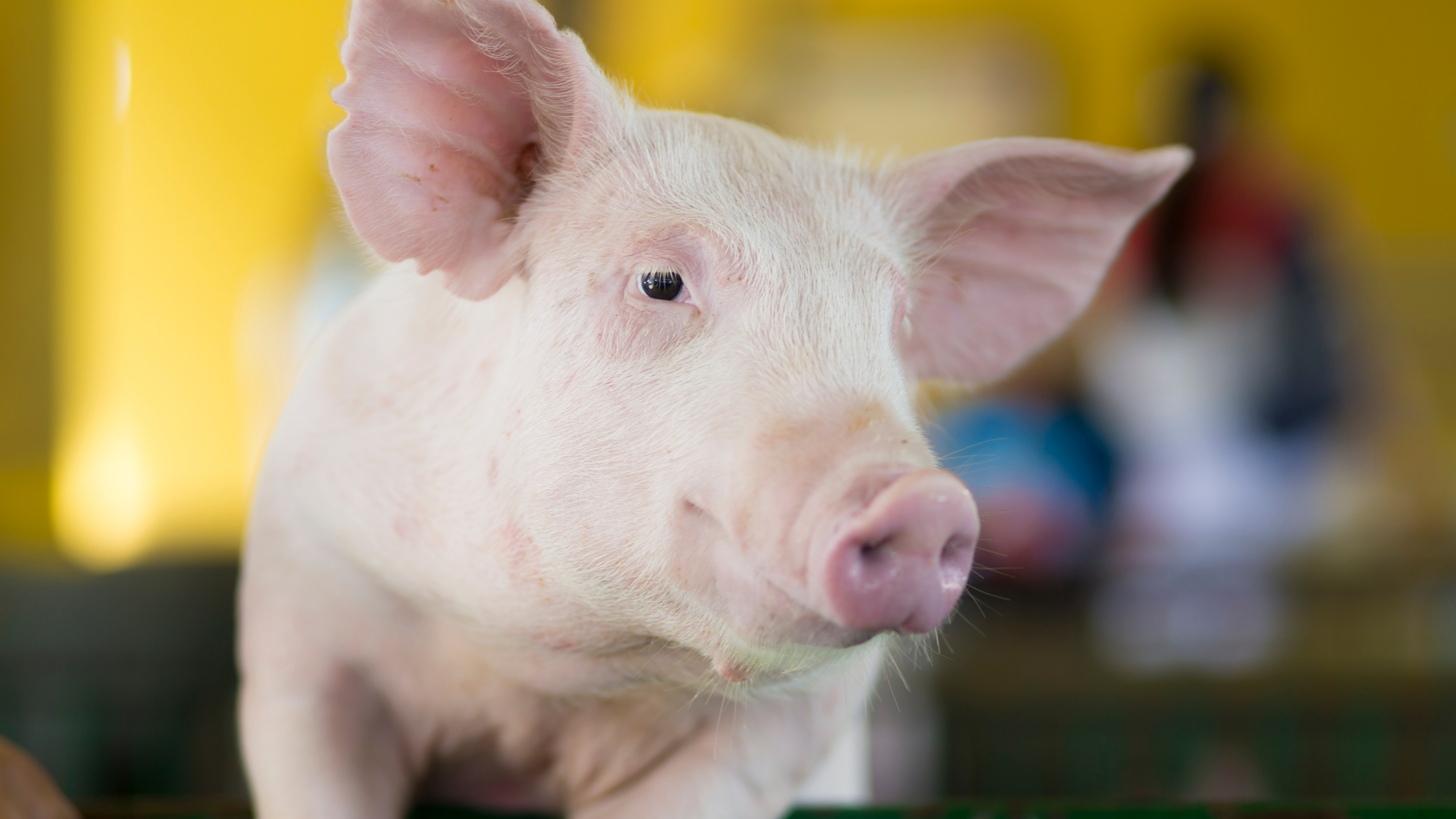 Photo of a clean, pink pig's face