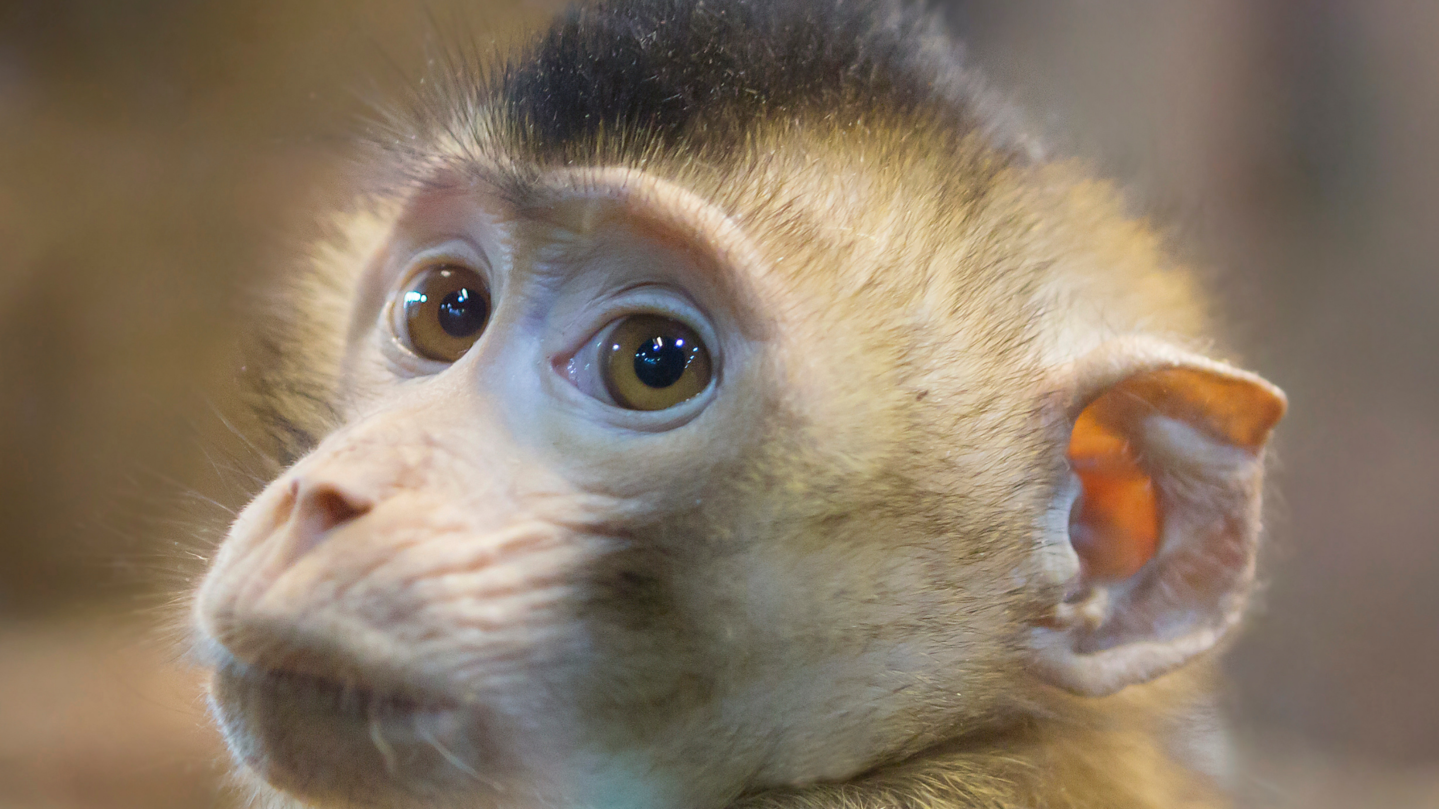 Image of a young rhesus macaque, head turned over his shoulder