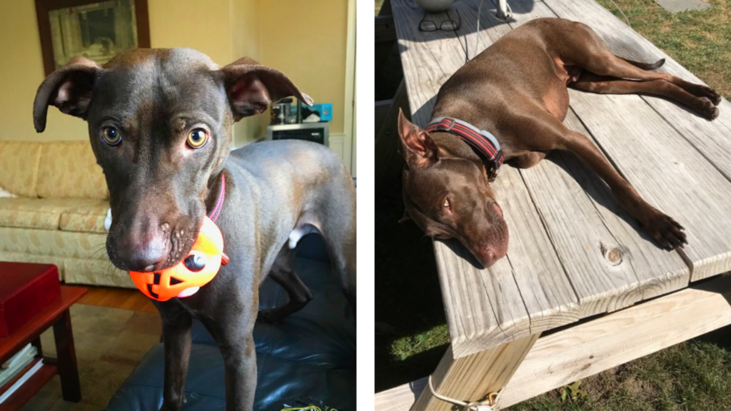 At left, Cooper holds a toy pumpkin in his mouth. At right, Cooper naps on a sunny picnic table. 