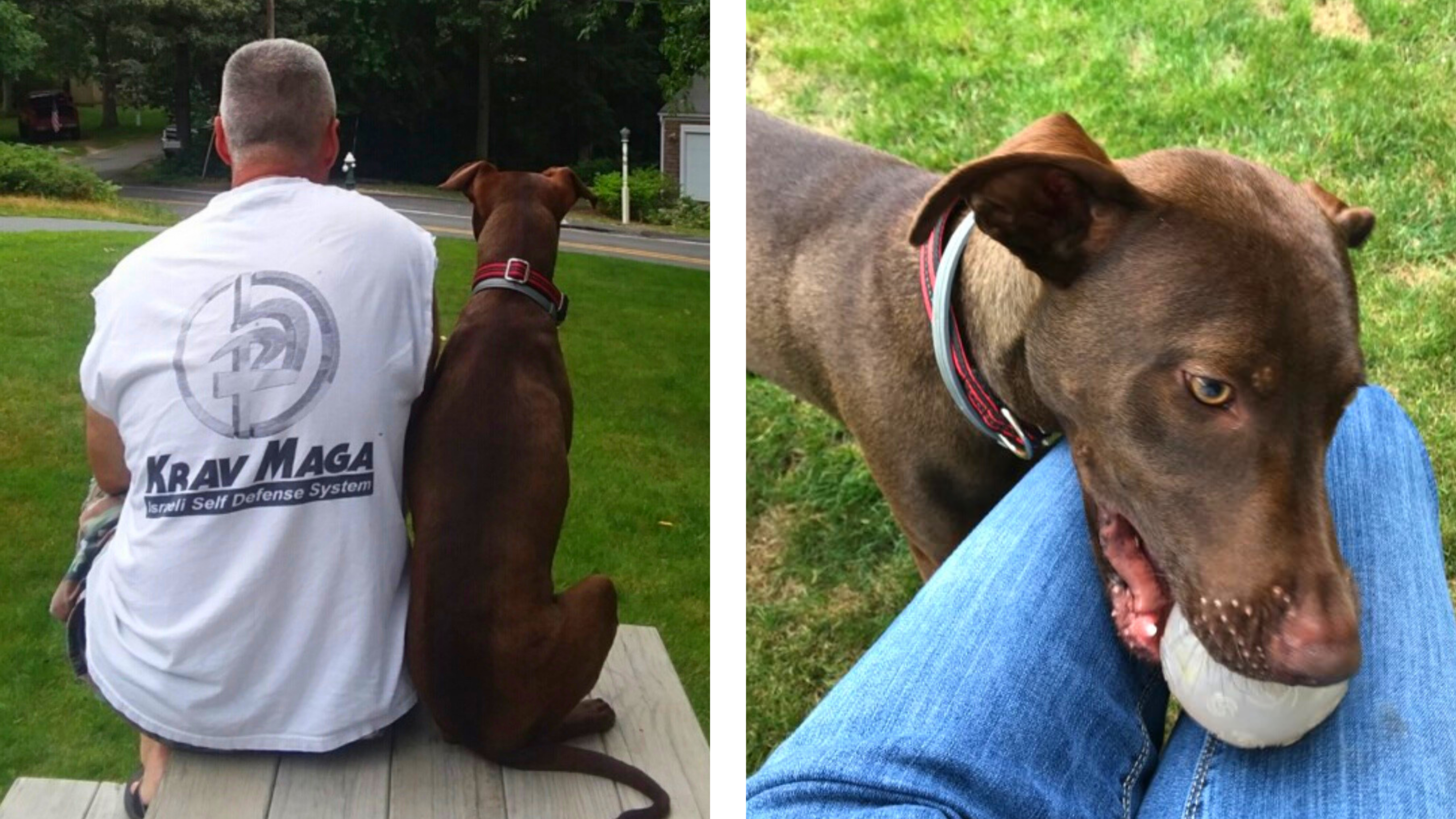 At left, Leo and Cooper sis side-by-side atop a picnic table. At right. Cooper drops a ball in Jodi's lap.