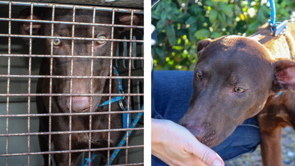 At left, during his rescue, Cooper is seen through rusted cage bars. At right, the hand of a rescue team member feeds Cooper a treat. 