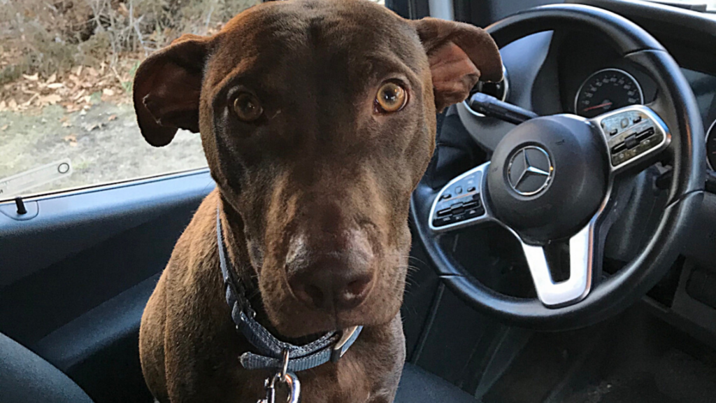 Cooper sits in the driver's seat of Jodi's parked car. 