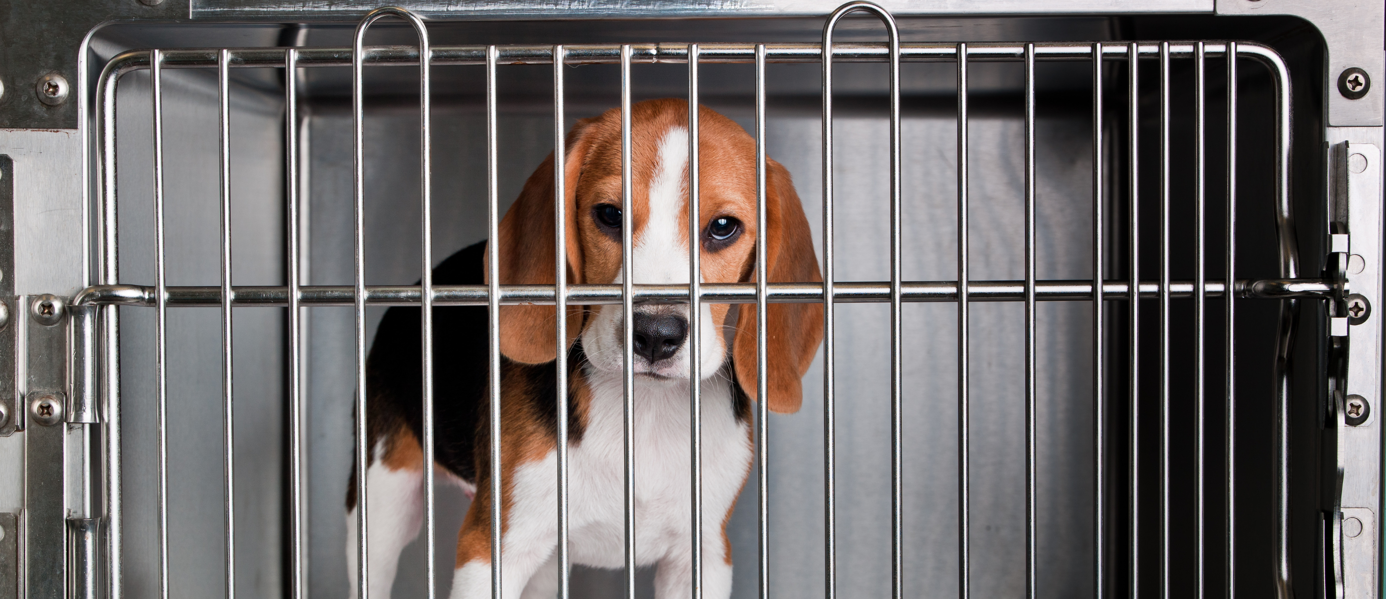 A photo of a beagle in a steel cage