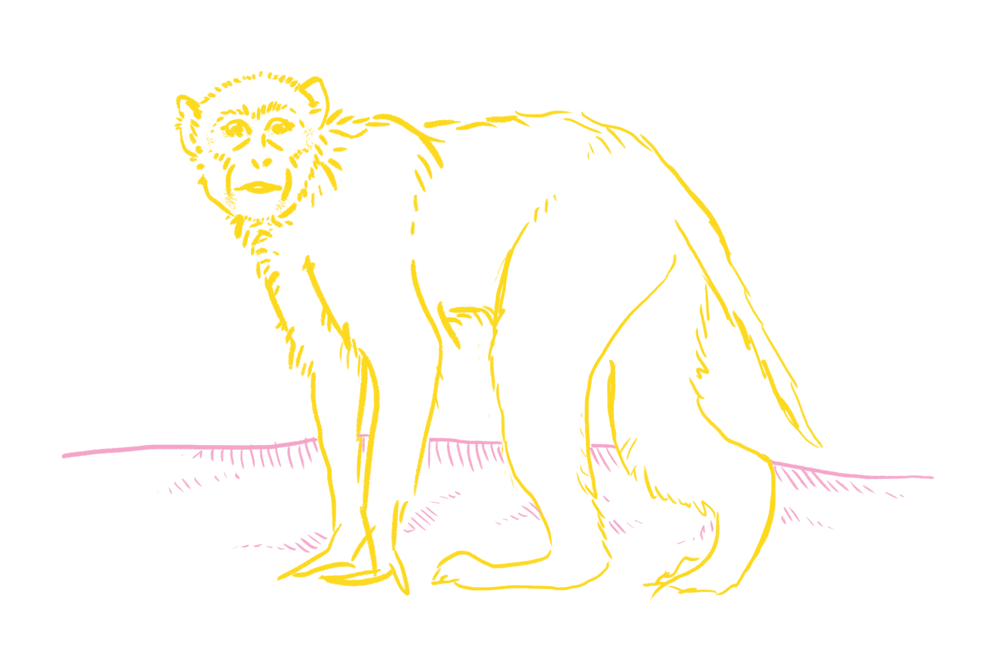 Image: A loose sketch of a macaque
