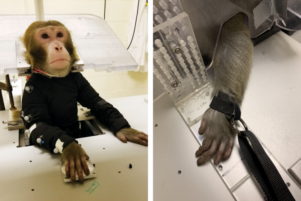 At left, a monkey sits, head, neck, and arm restrained, in a chair at ASU's primate research laboratory. At right, a monkey's wrist is shown tied down with a thick, black strap. 