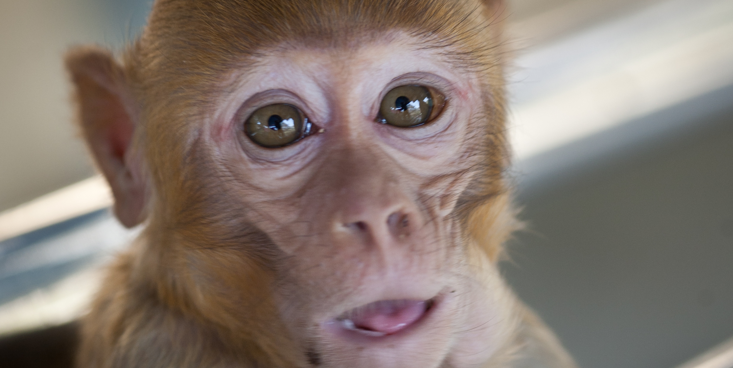 A baby monkey sits behind steel bars.