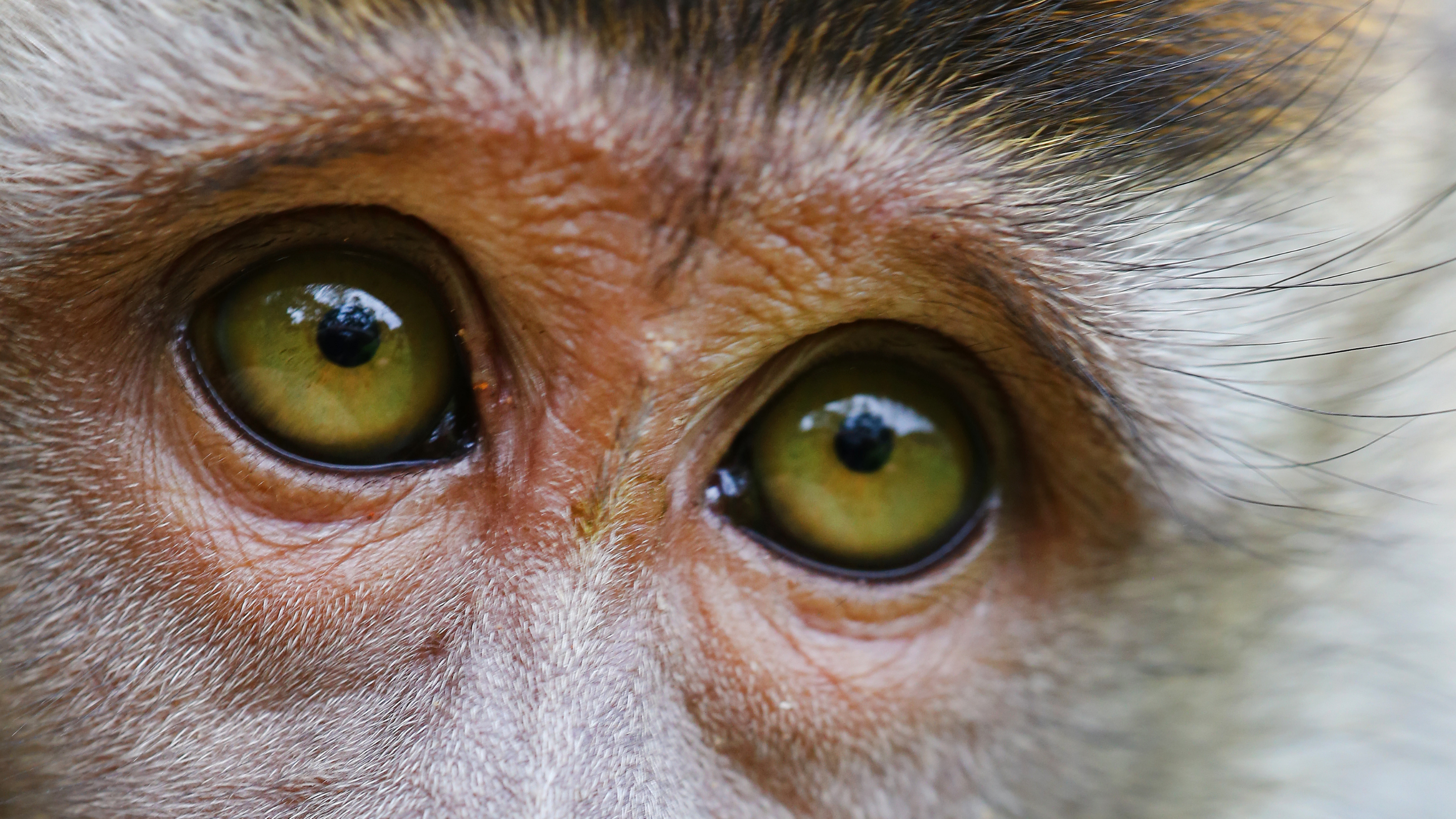 A monkey's amber eyes peer upward