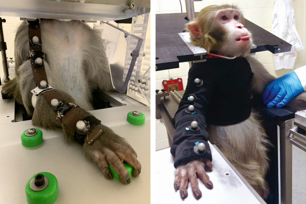 animal testing on monkeys