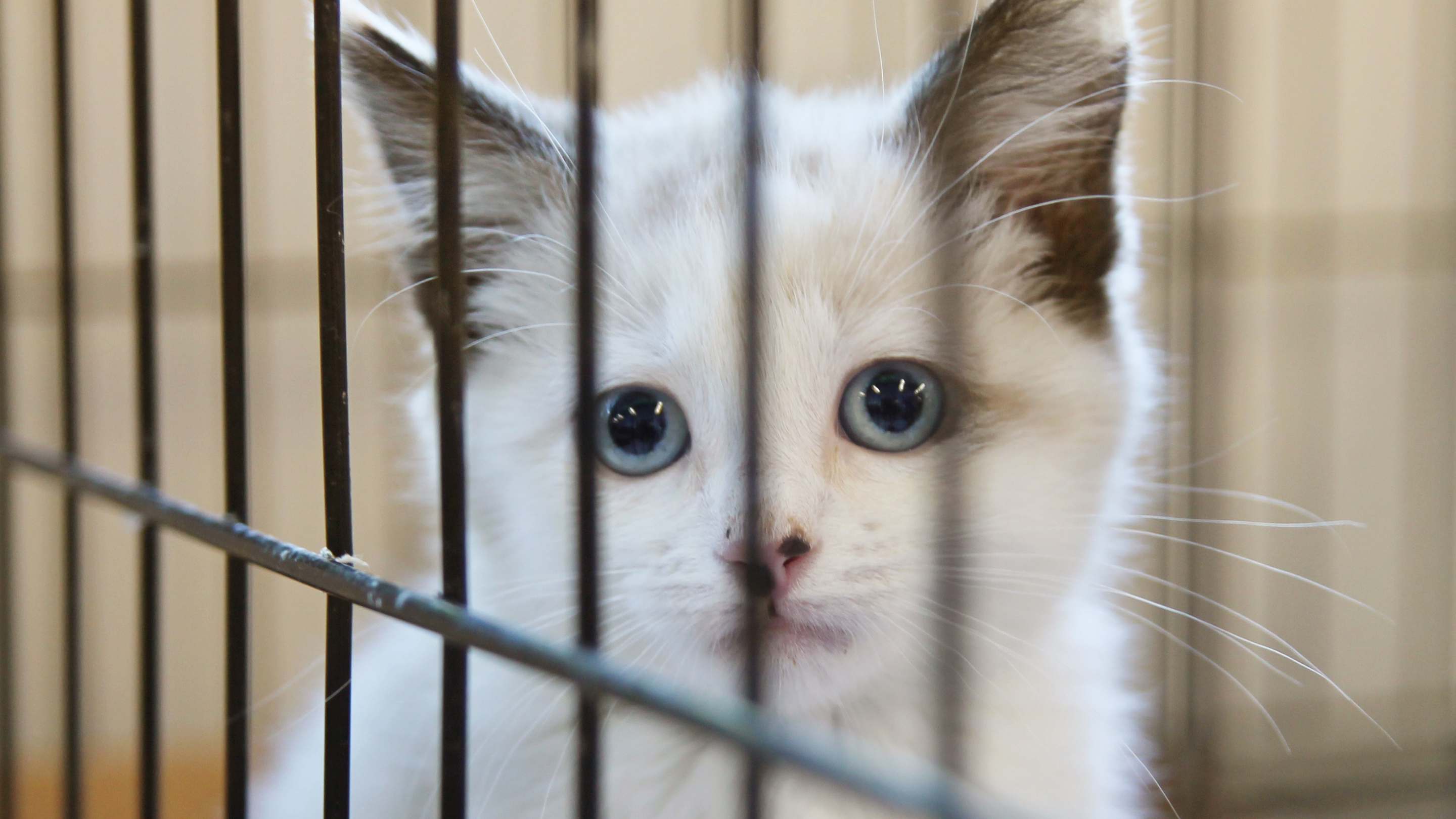 A small white cat peers through cage bars
