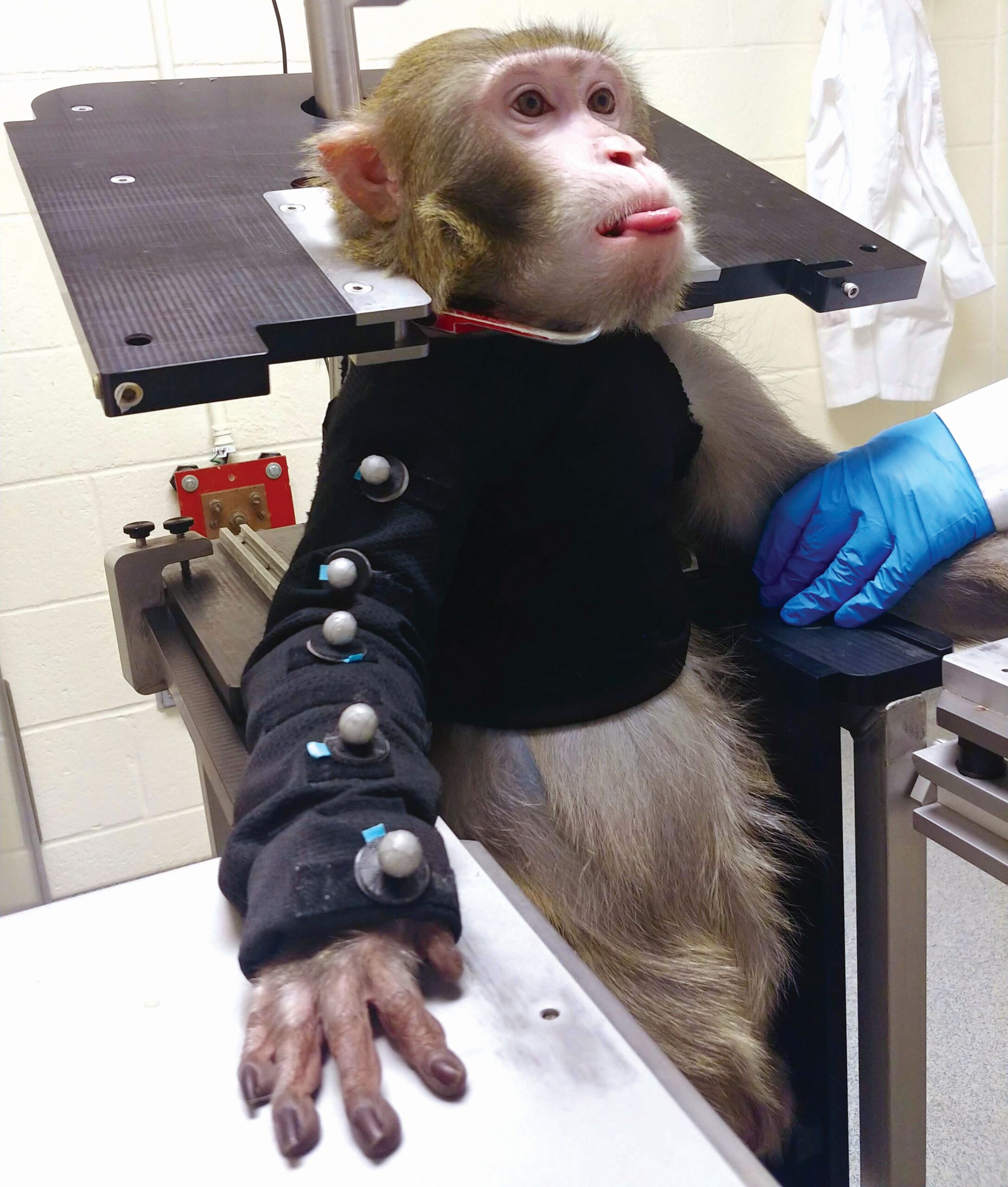 animal testing on monkeys