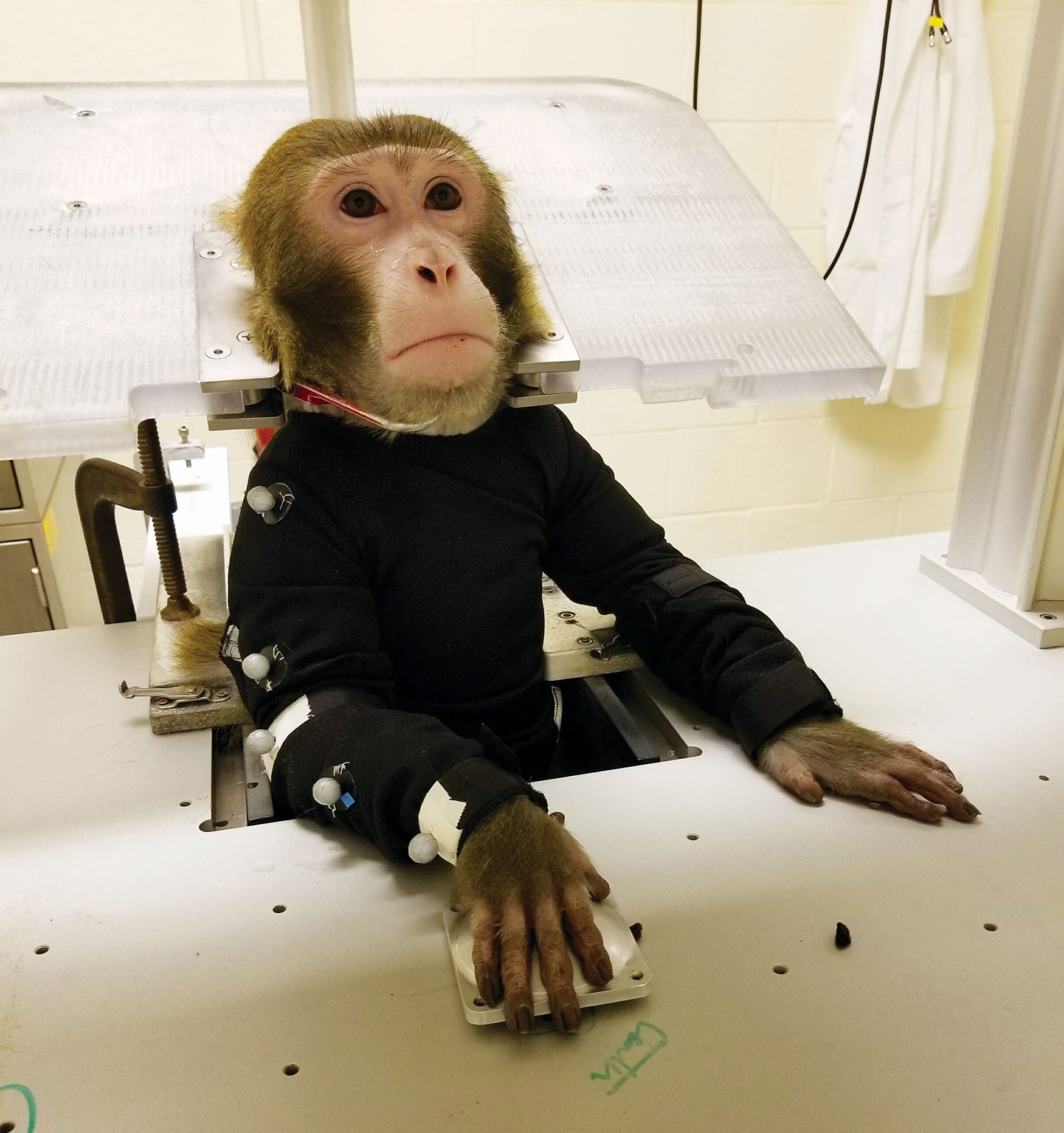 animal testing on monkeys