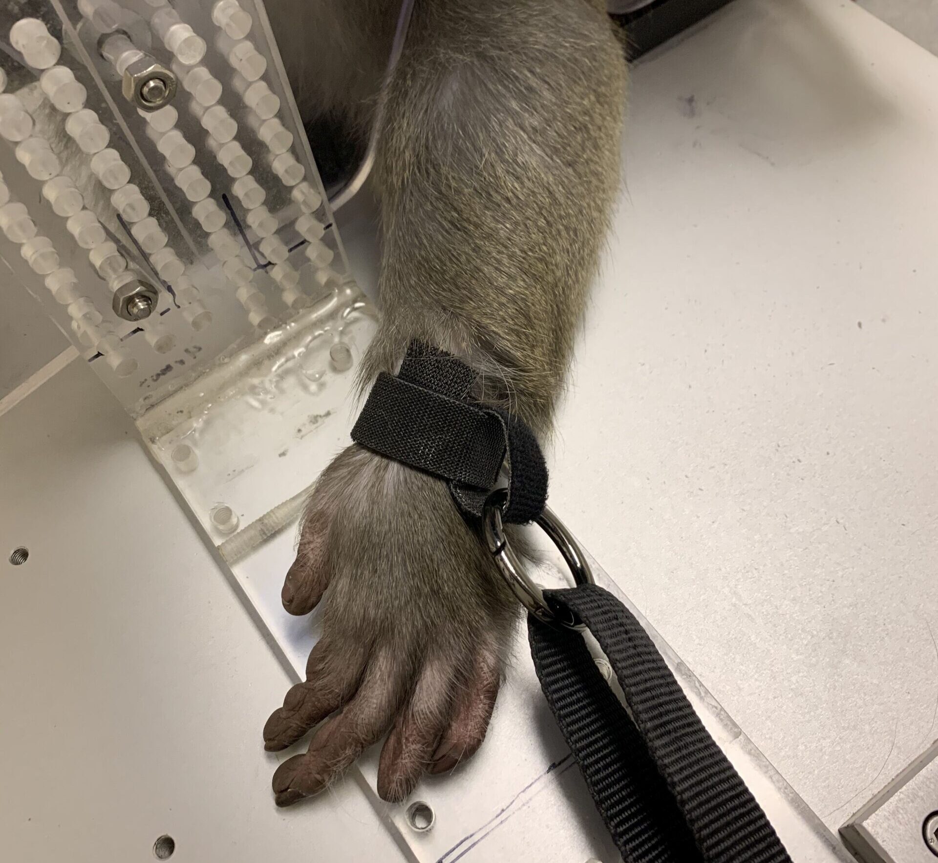 Photo #4 of a monkey in restraints at Arizona State University's primate research laboratory