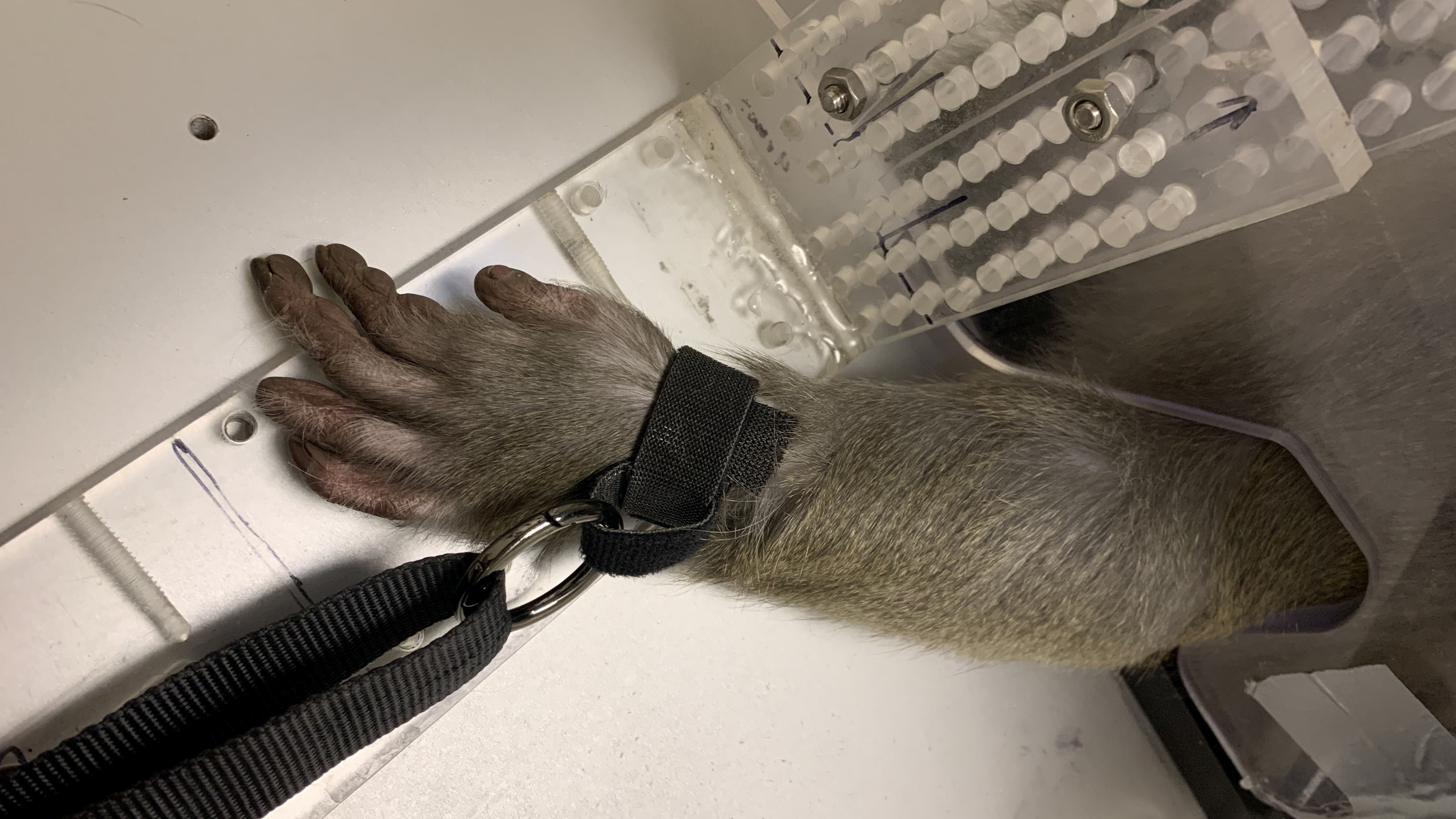 A monkey's arm is tied down, restrained at Arizona State University's primate research laboratory