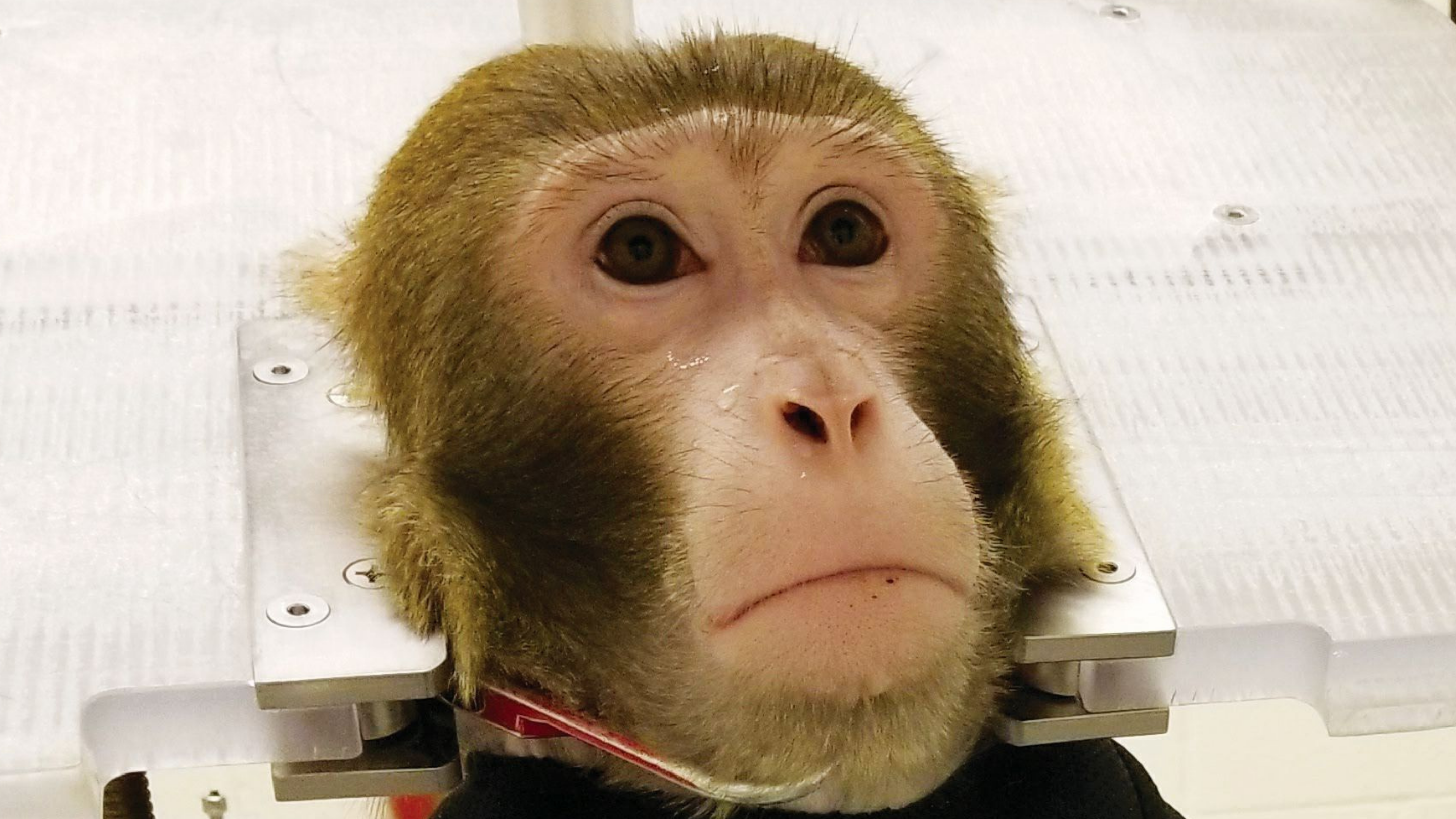 Photo of a monkey restrained at the neck in Arizona State University's primate research laboratory