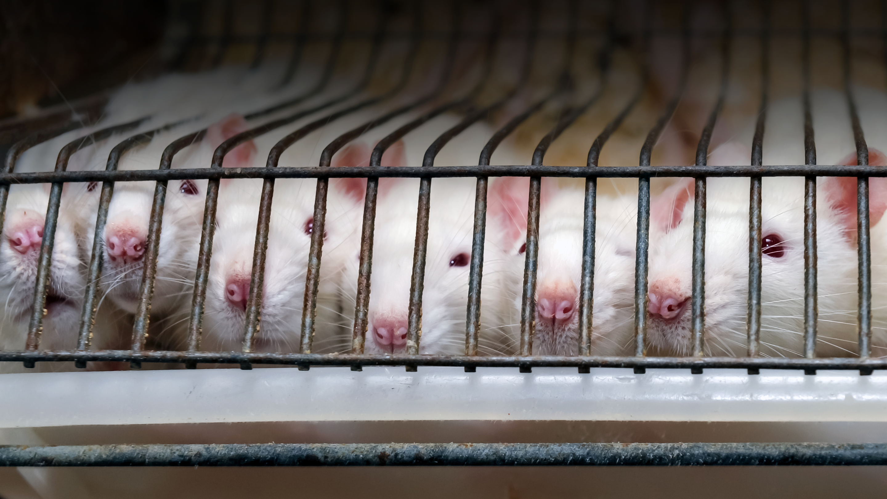 Mice crowd at the edge of a metal cage, their noses sticking through the bars