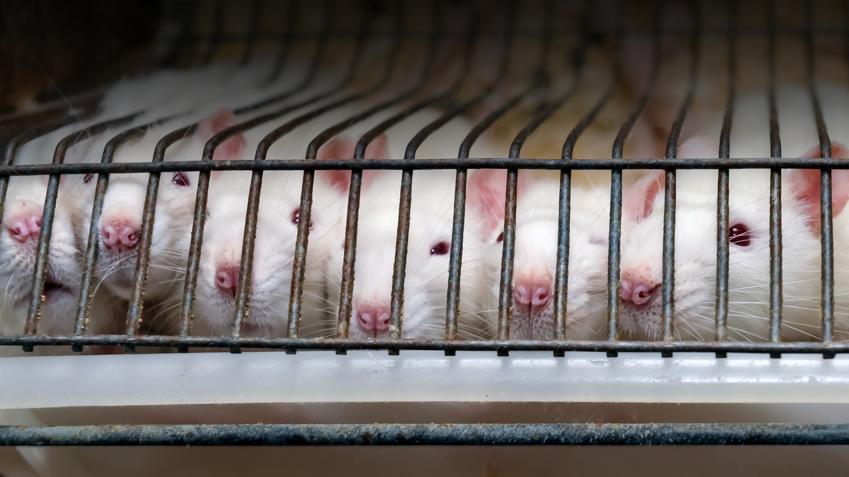 Year of the Rat: Here Are 4 Ways Rats Suffer in Experiments and How You Can  Help Them