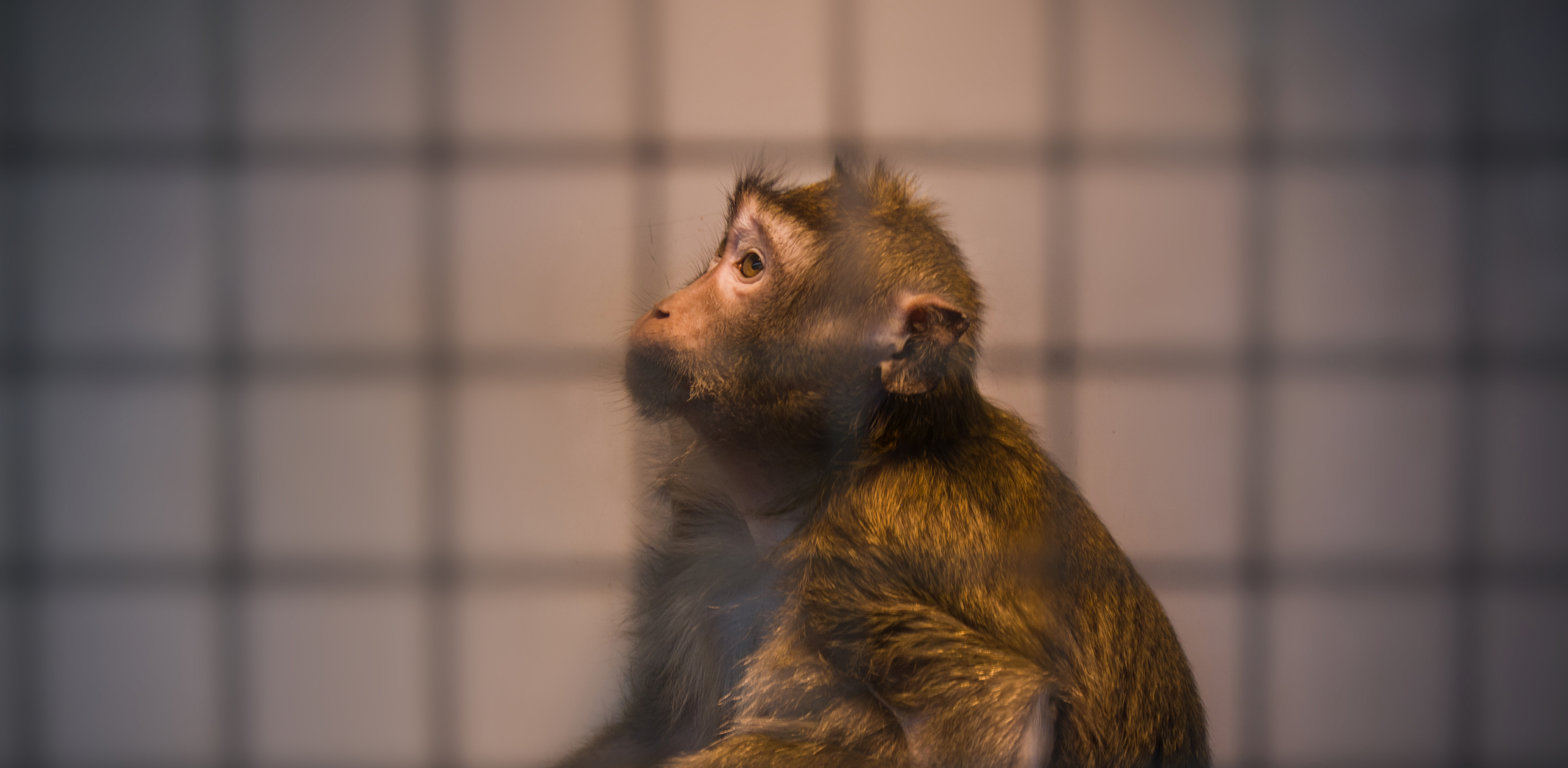 A macaque sits under artificial lighting behind a wired cage walls