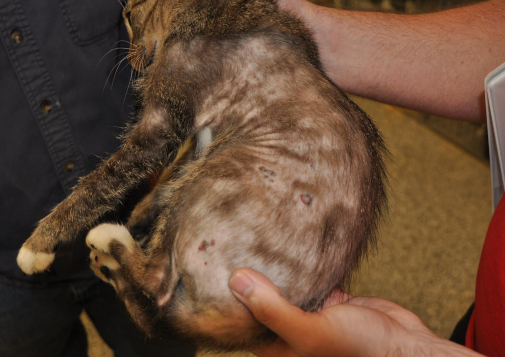 Sophie the cat with visible hair loss at Riner & Associates