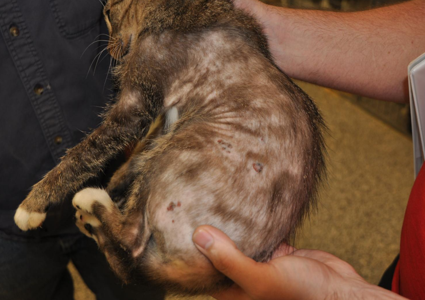 mastitis in cats what to do