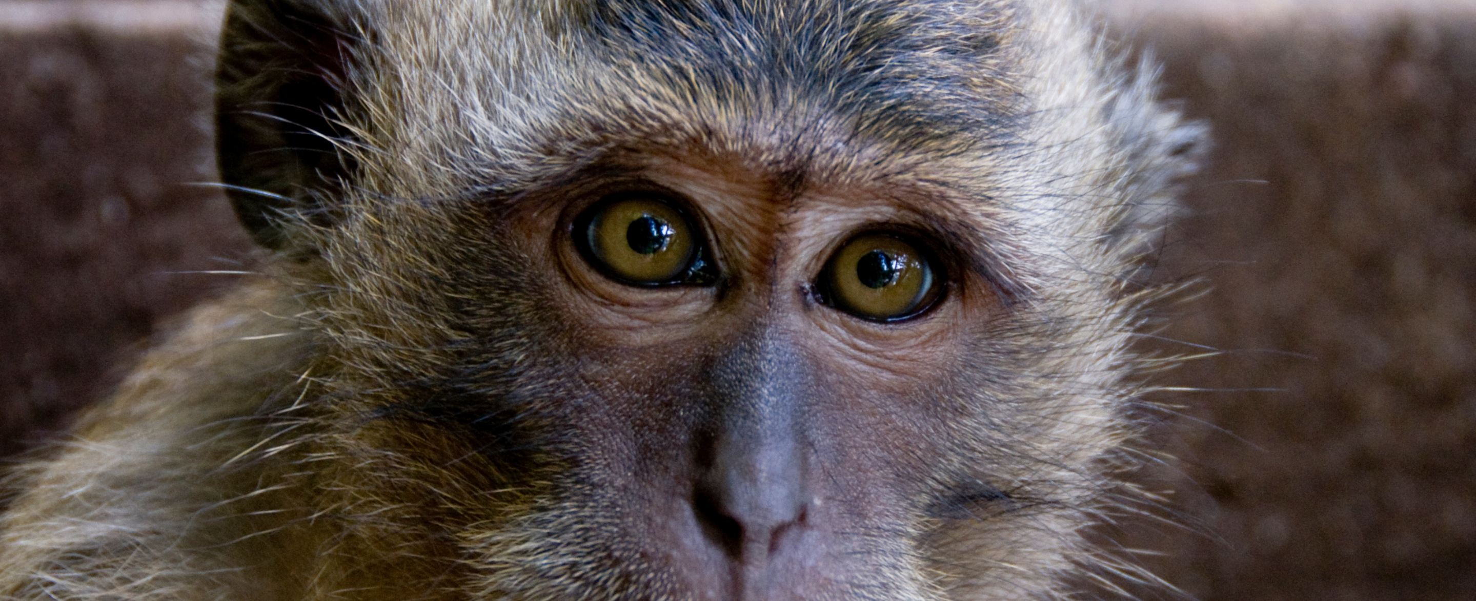 A macaque's amber eyes