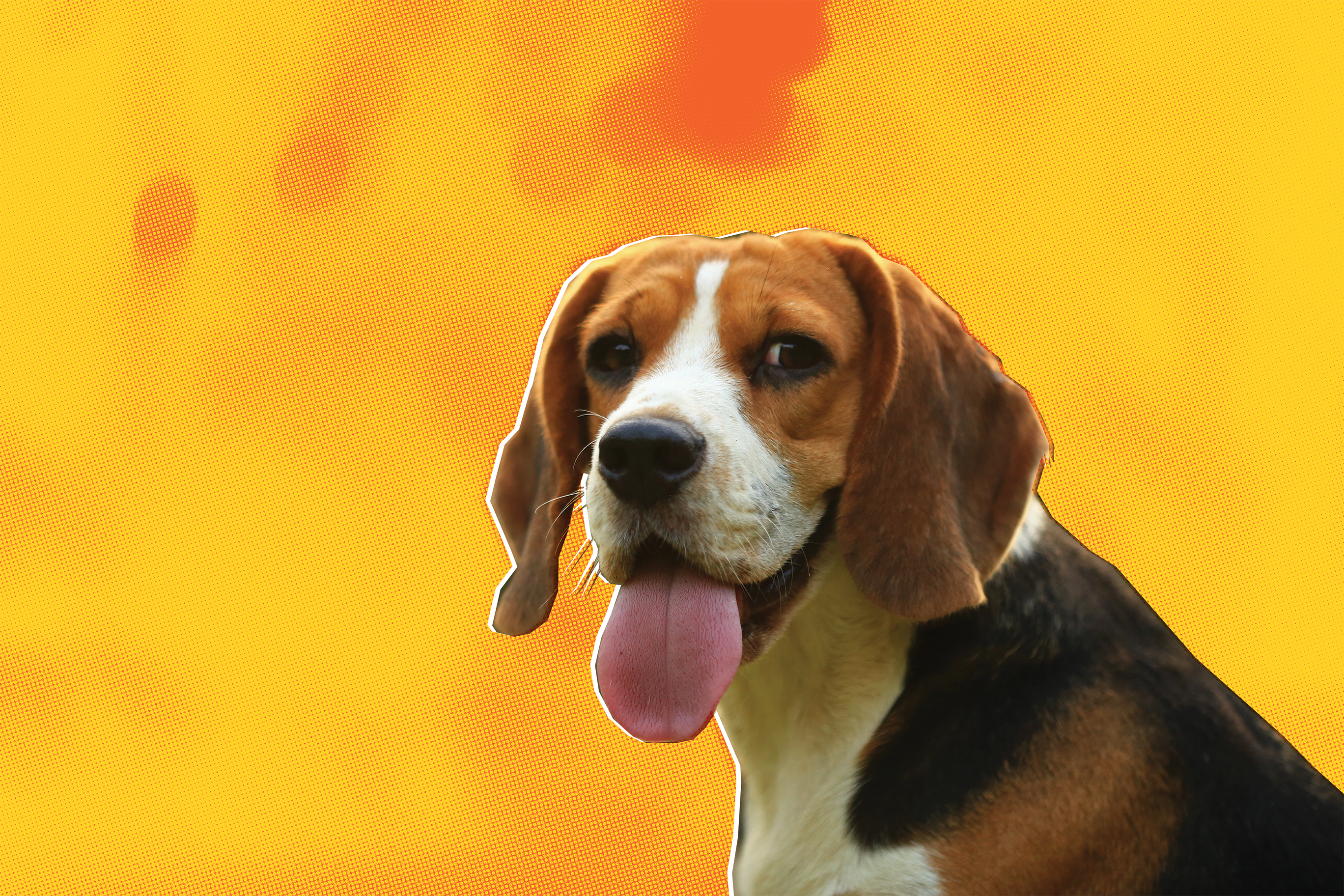 A beagle looks on, tongue out