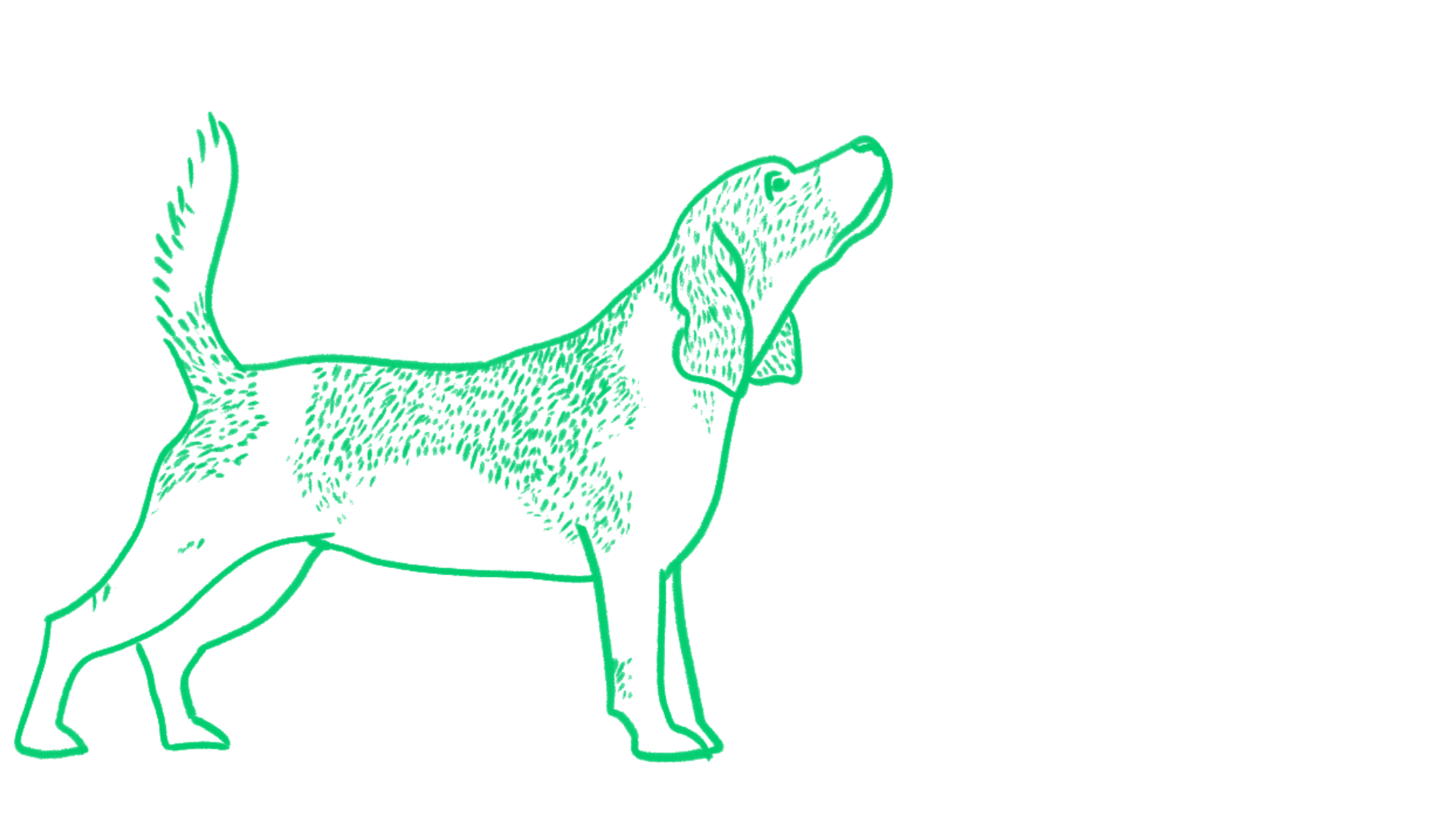 Sketch of a beagle